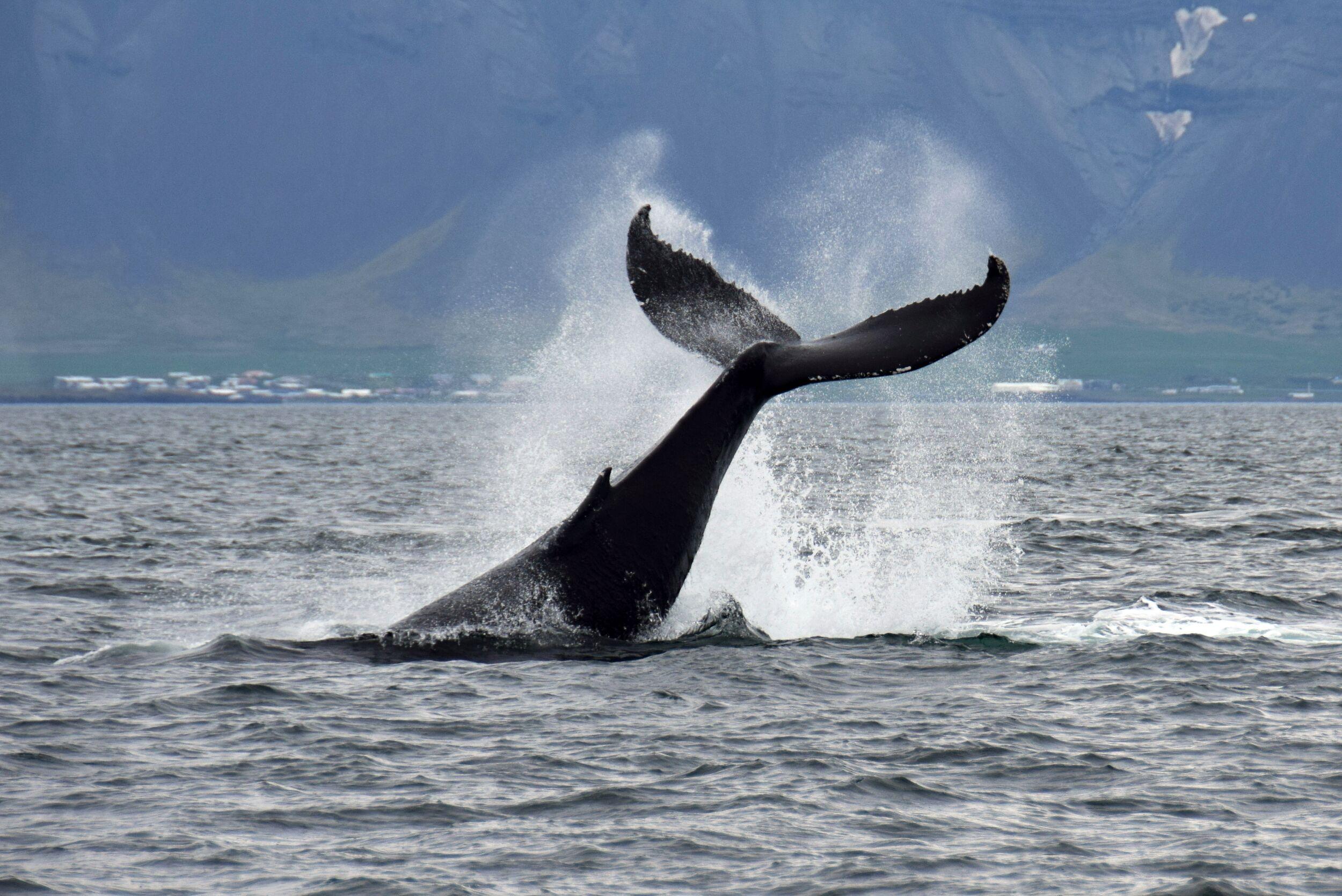 Whale jumping out of the water in Iceland.