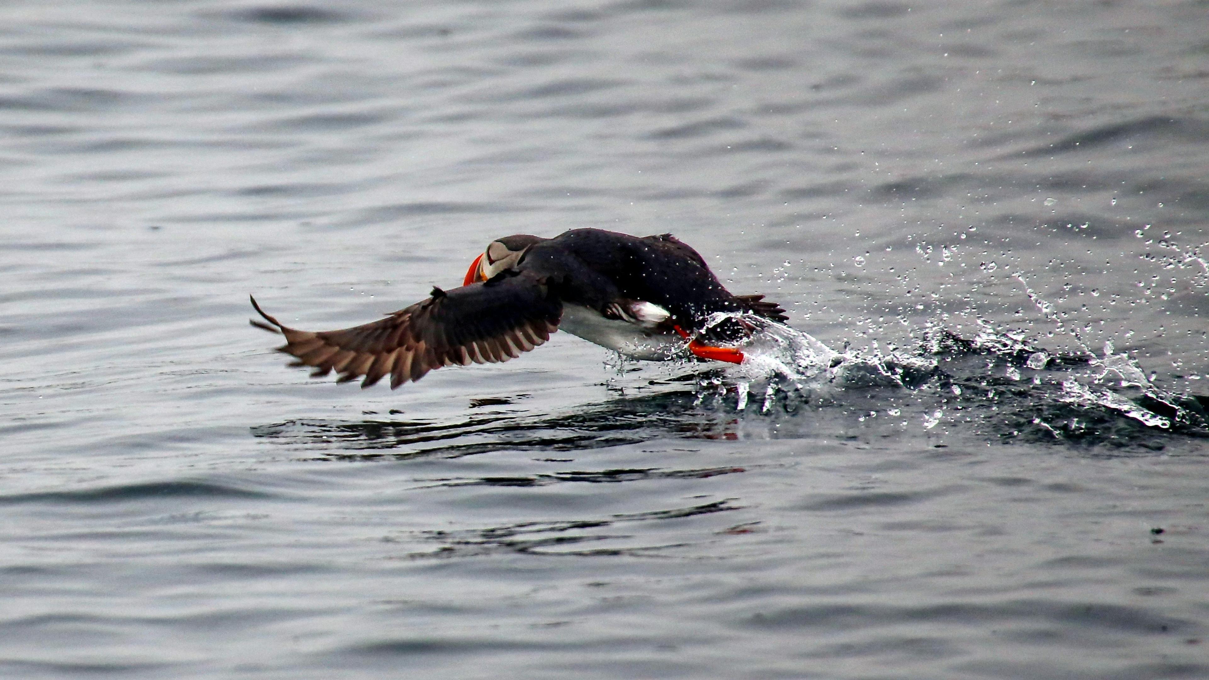 A puffin with a colorful beak skims the surface of the water, wings outstretched, in Iceland.