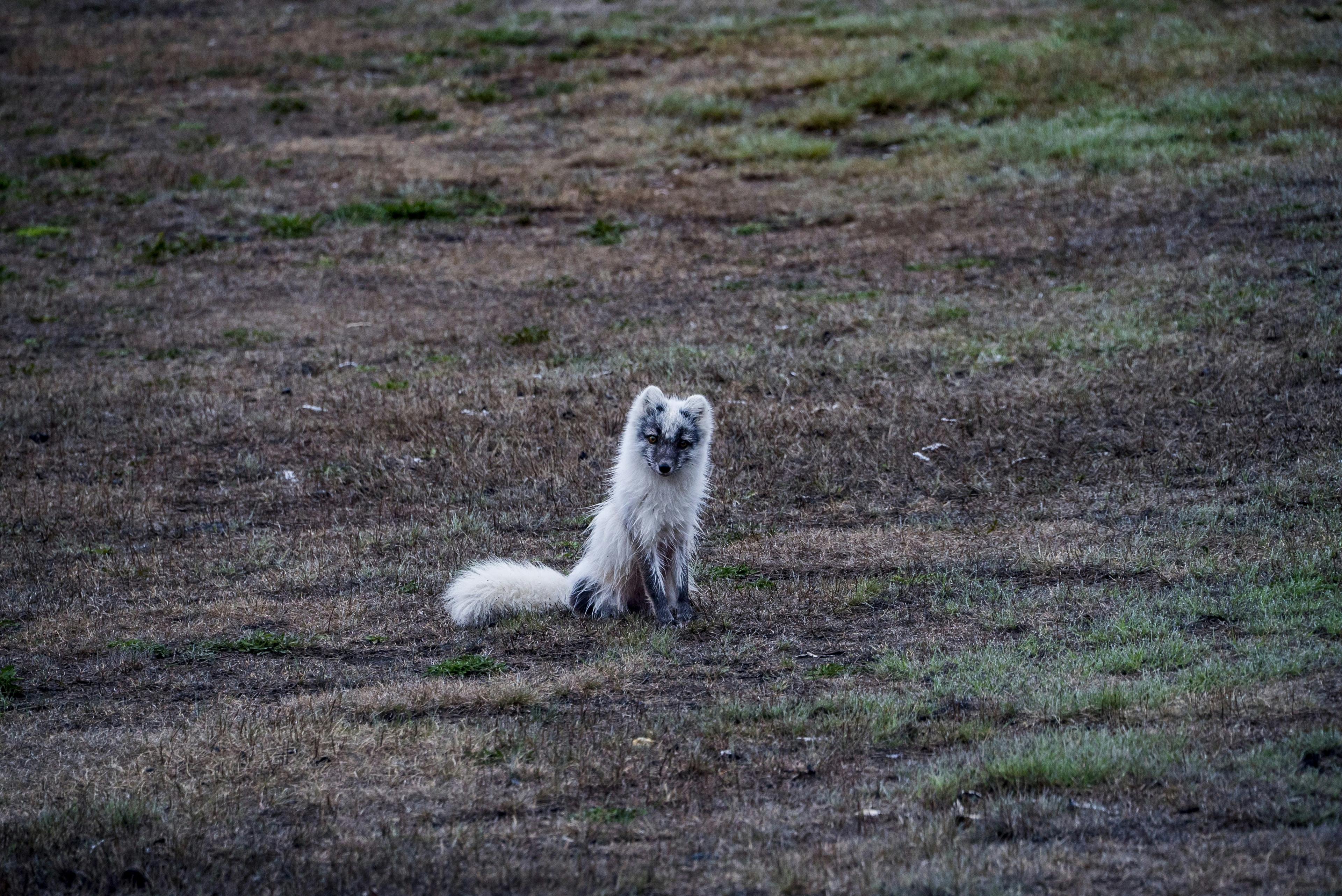 A lone arctic fox with a thick, white coat sits calmly on the grassy terrain in Thorsmörk, blending into the natural surroundings.