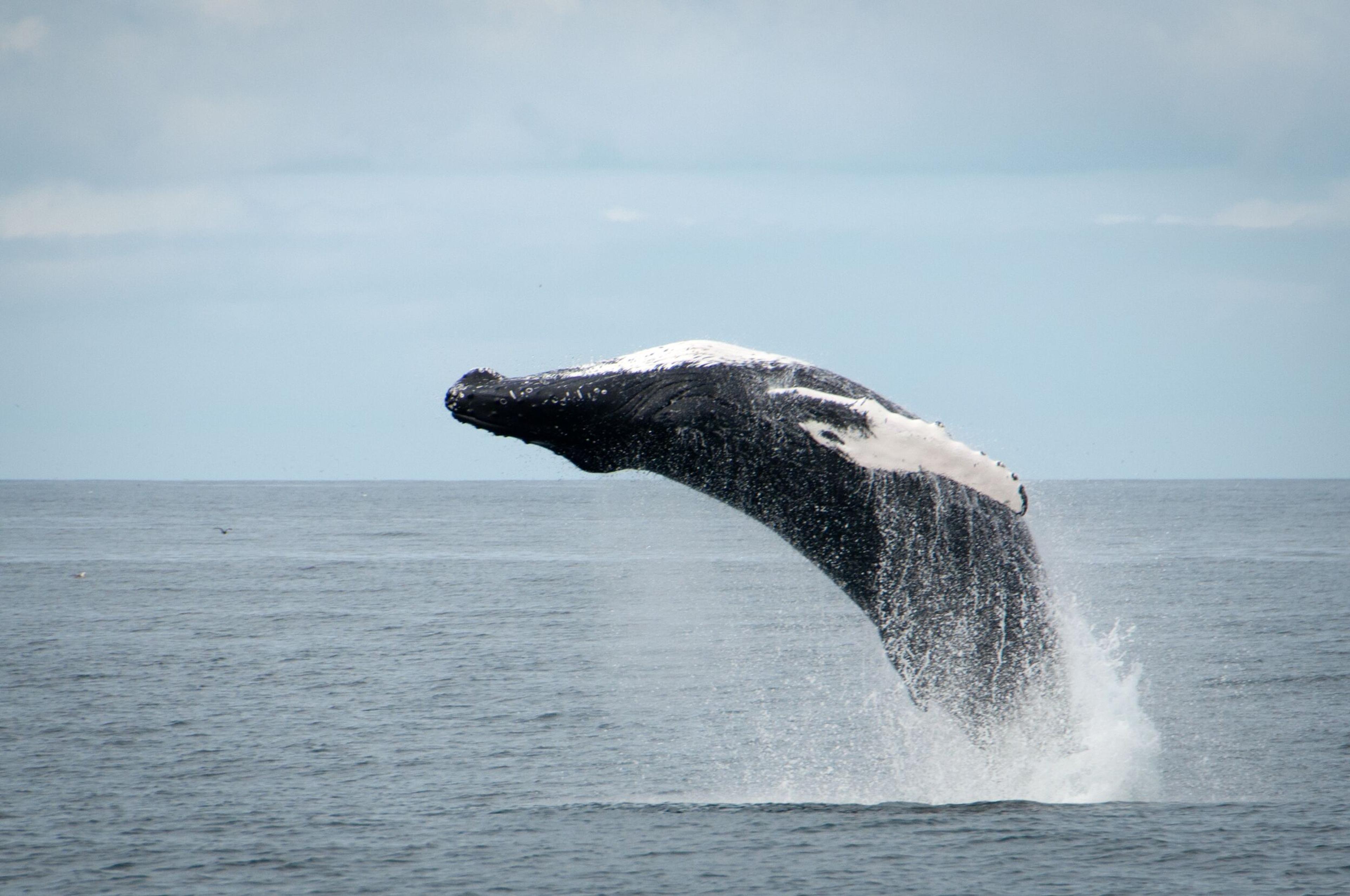 Stunning Whale Jumping Out of the Ocean - Majestic Wildlife Photography