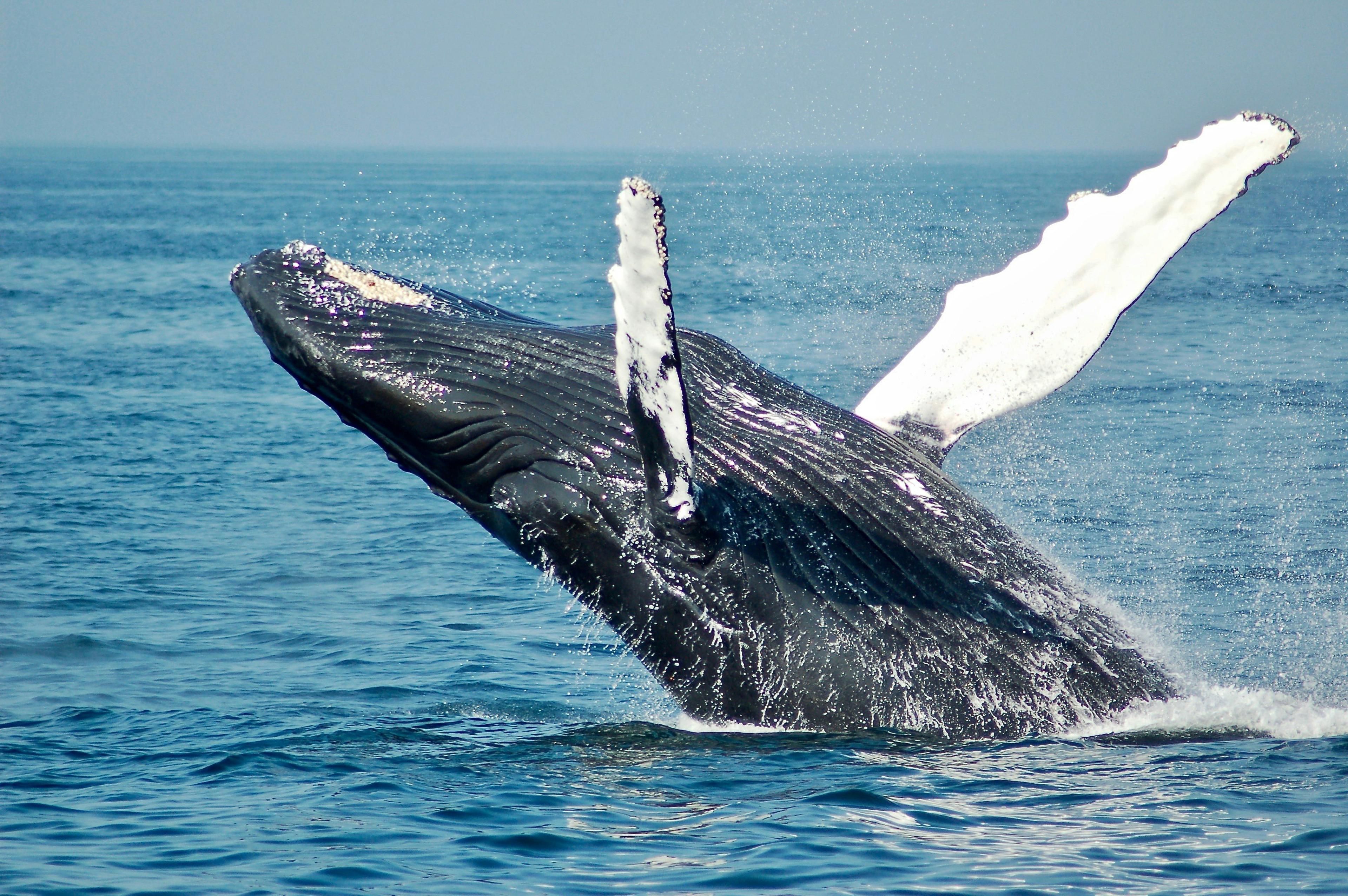 A humpback whale breaching the water with its flippers extended, seen during a whale watching tour from Reykjavík.