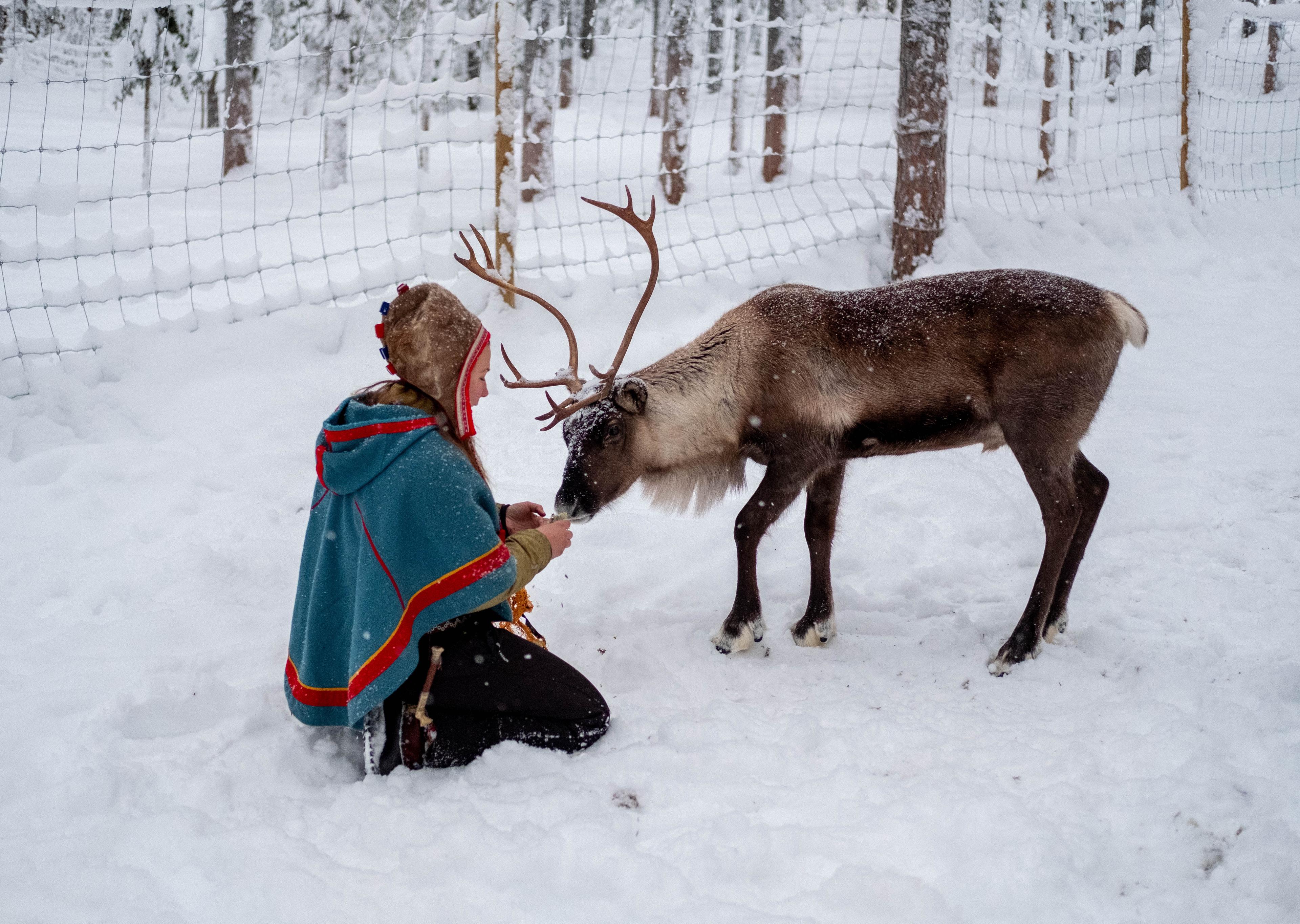 A person in traditional Sami attire kneels in the snow, offering a treat to a reindeer amidst a snowy forest setting.