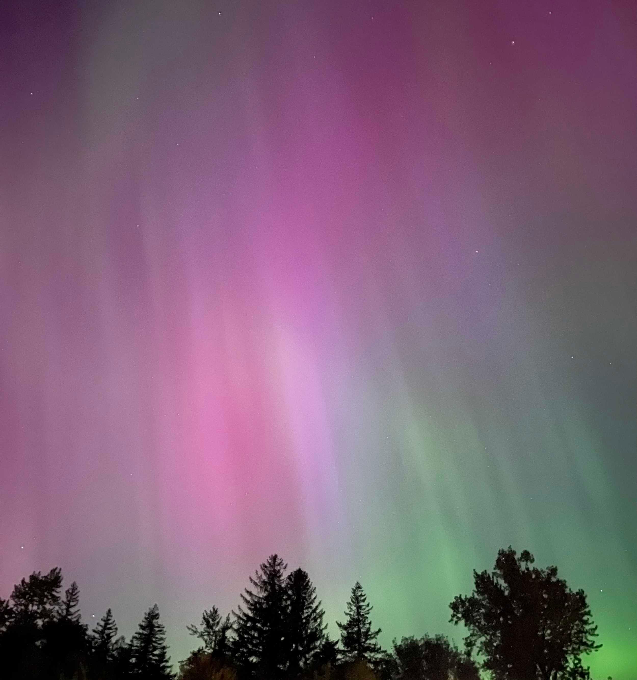 Vibrant aurora borealis with pink, purple, and green hues illuminating a night sky above a silhouette of forest trees.