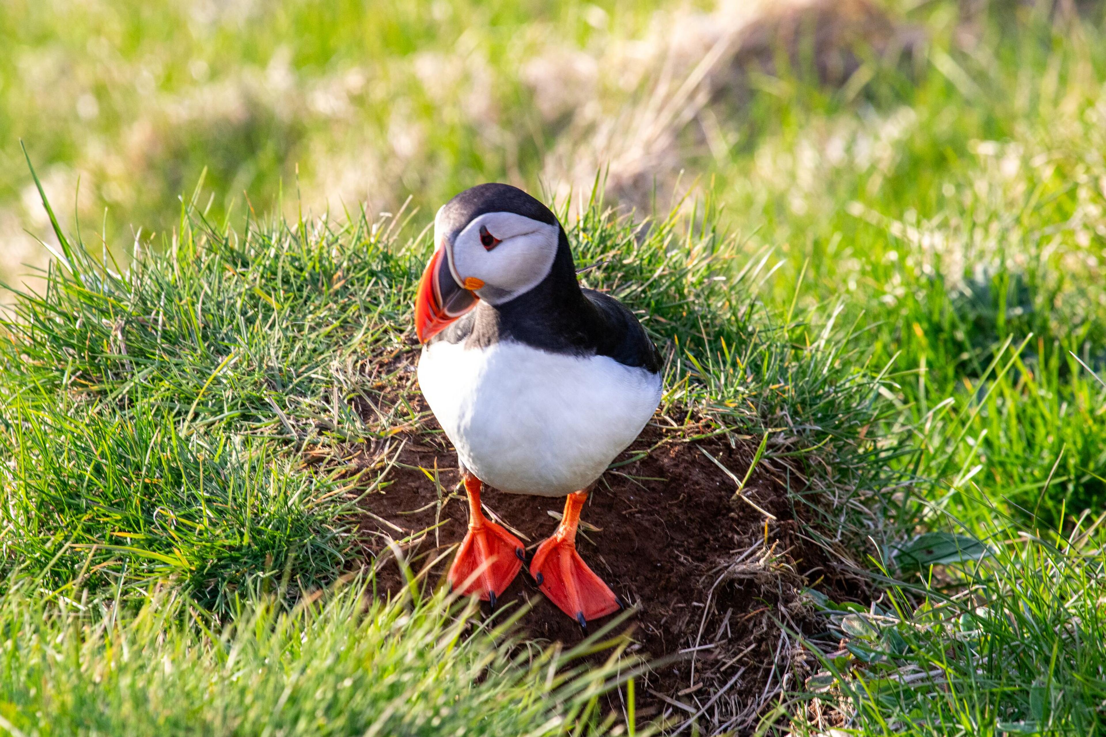 An Atlantic Puffin stands next to a burrow in green grass.