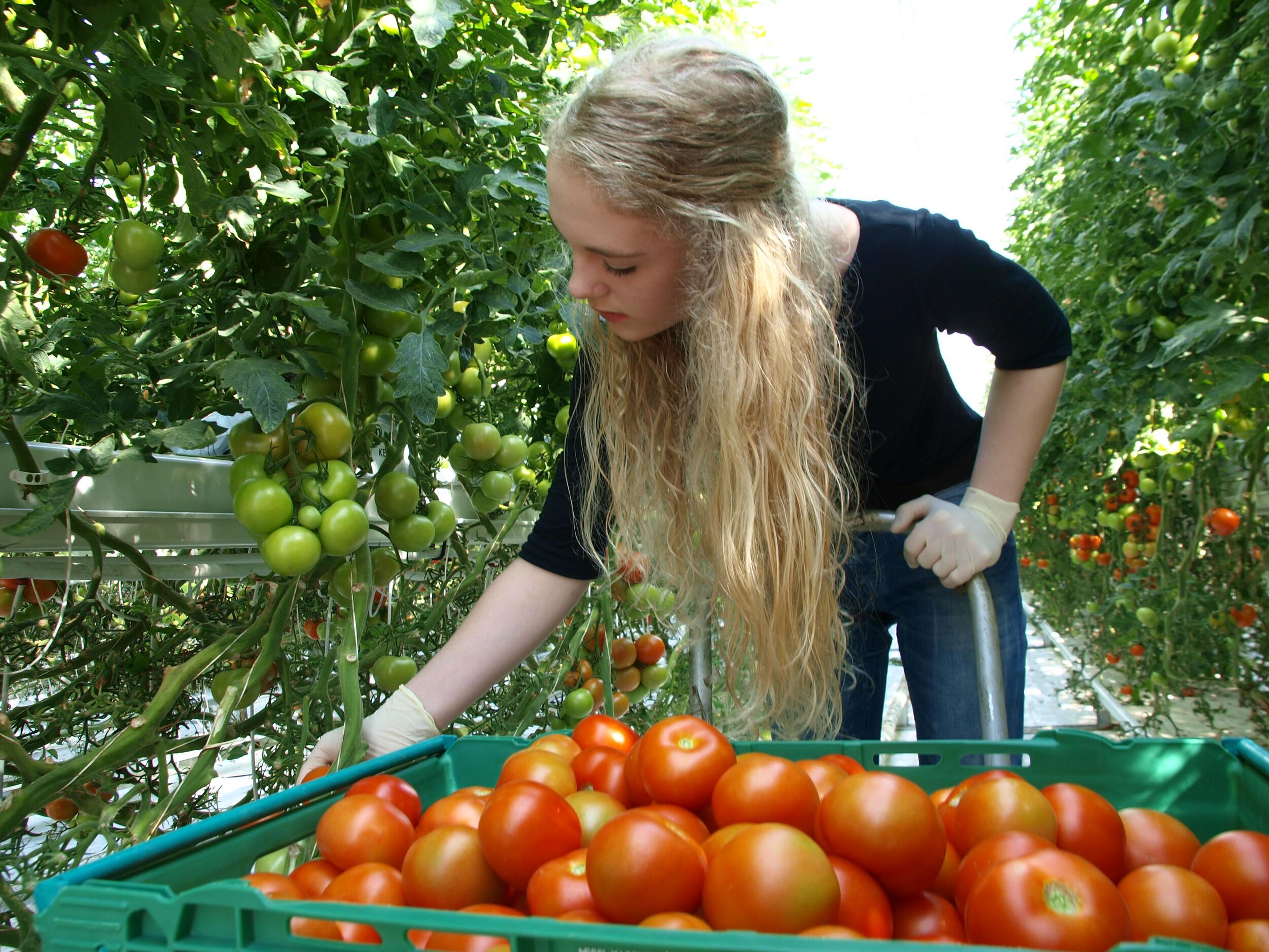 A young woman with long blonde hair carefully selecting ripe red tomatoes and placing them in a green basket inside a sunlit greenhouse, reflecting a hands-on farming experience in Iceland.