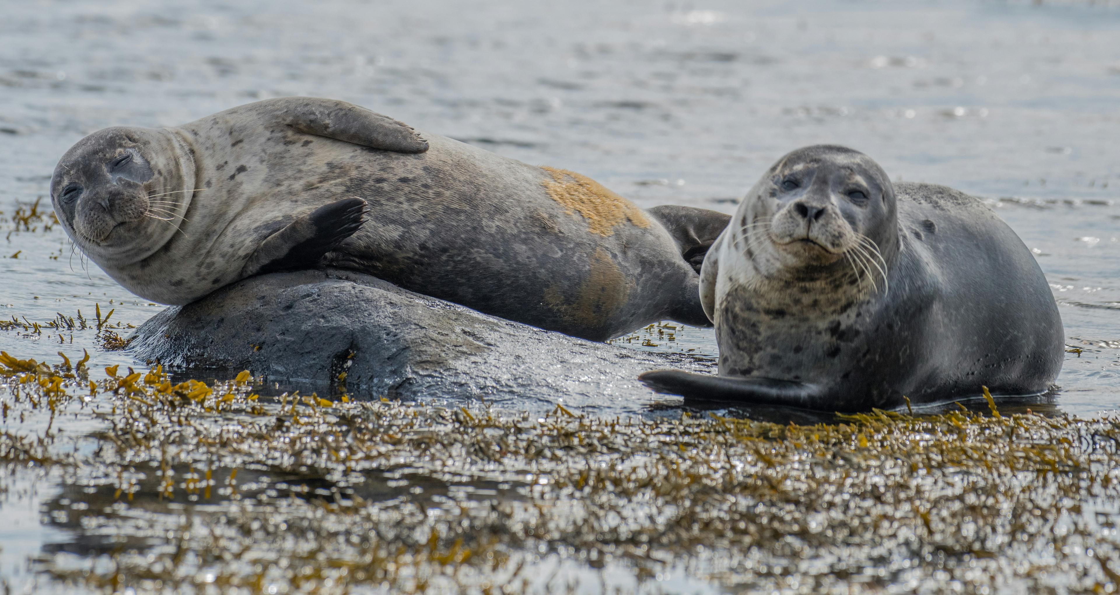 Two relaxed harbor seals resting on a seaweed-covered rock at Ytri-Tunga beach in Iceland, gazing curiously at the camera while the calm water ripples around them.