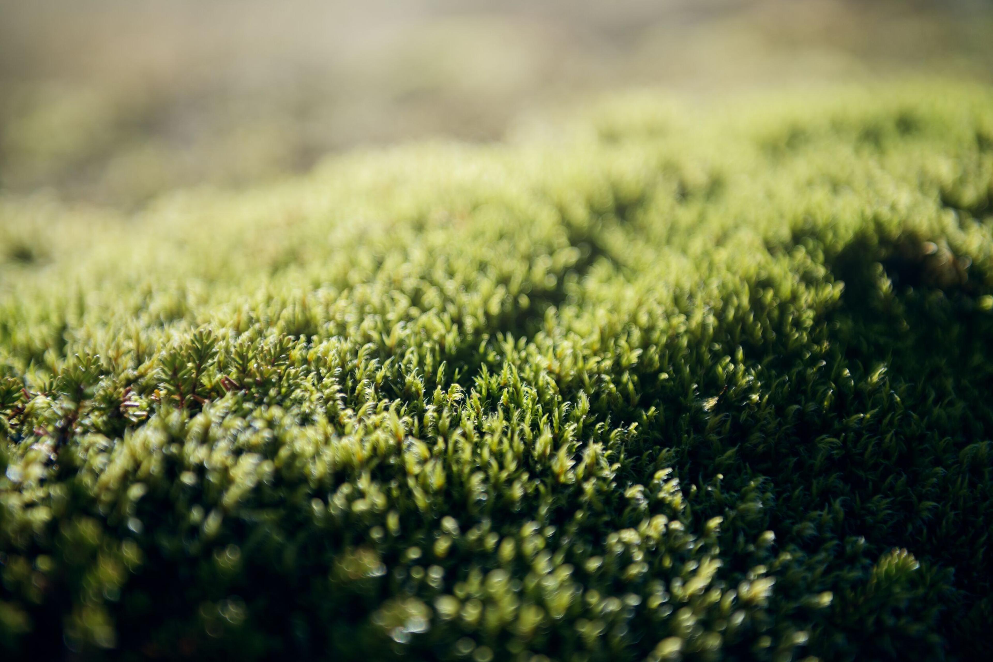Close-up of vibrant green moss illuminated by soft light.