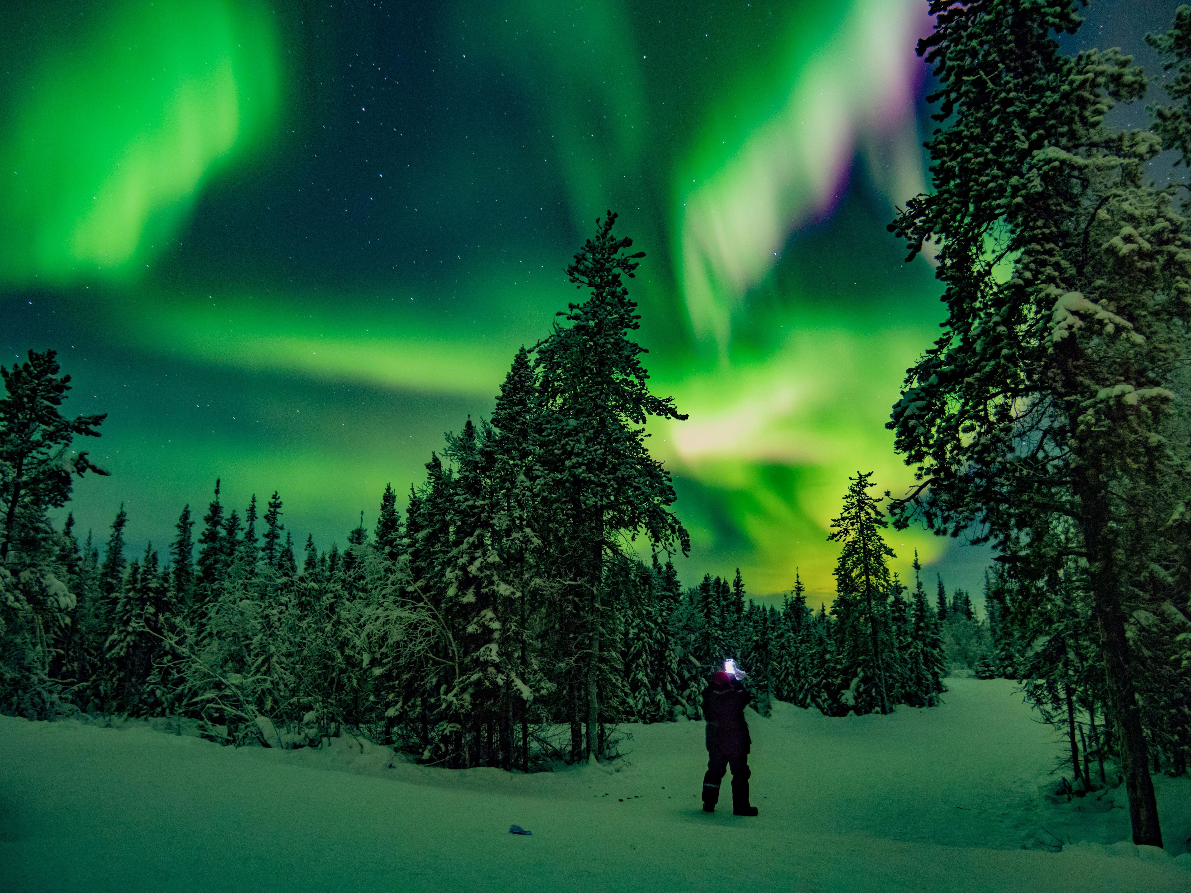 A person stands gazing at the vivid Northern Lights in a snowy forest, with the aurora's green and purple hues illuminating the night sky.