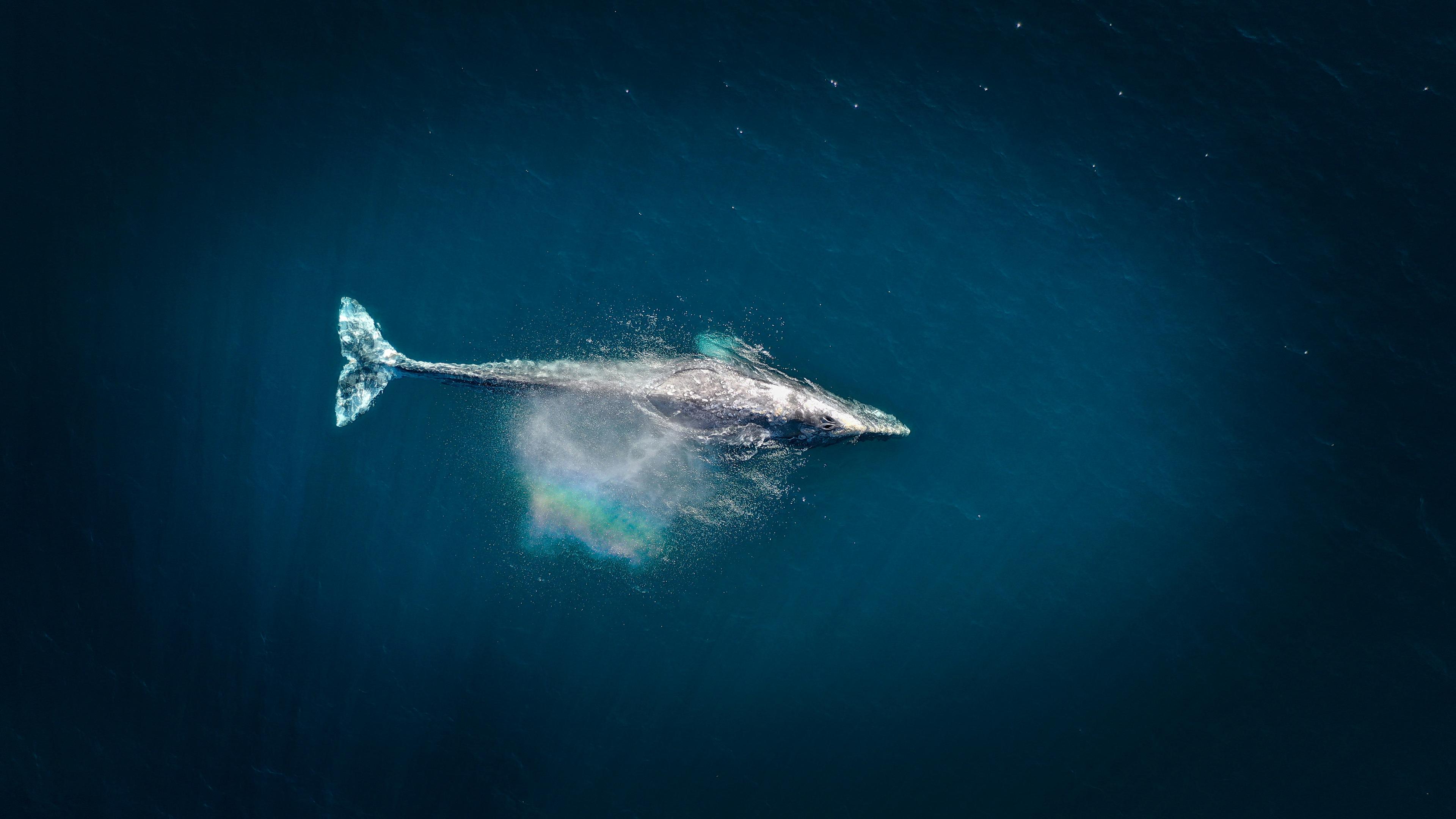 Aerial view of a blue whale swimming in deep blue water, with a visible spout creating a misty rainbow effect.