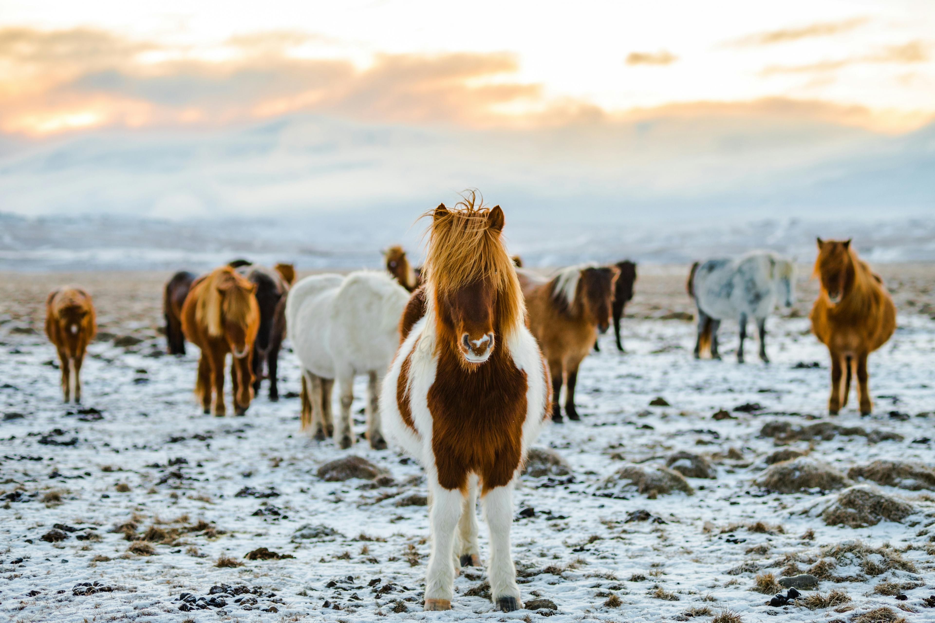  Icelandic horses with varied coats standing in a snowy field, surrounded by a scenic winter landscape at sunset.