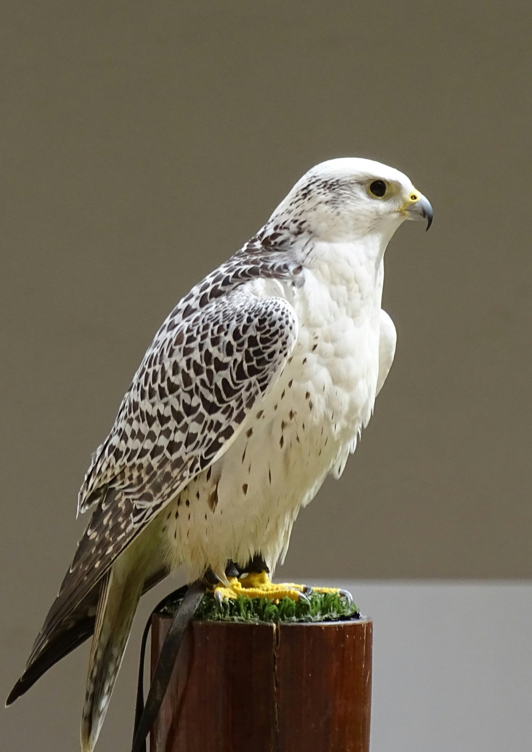 Gyrfalcon, Iceland's national bird