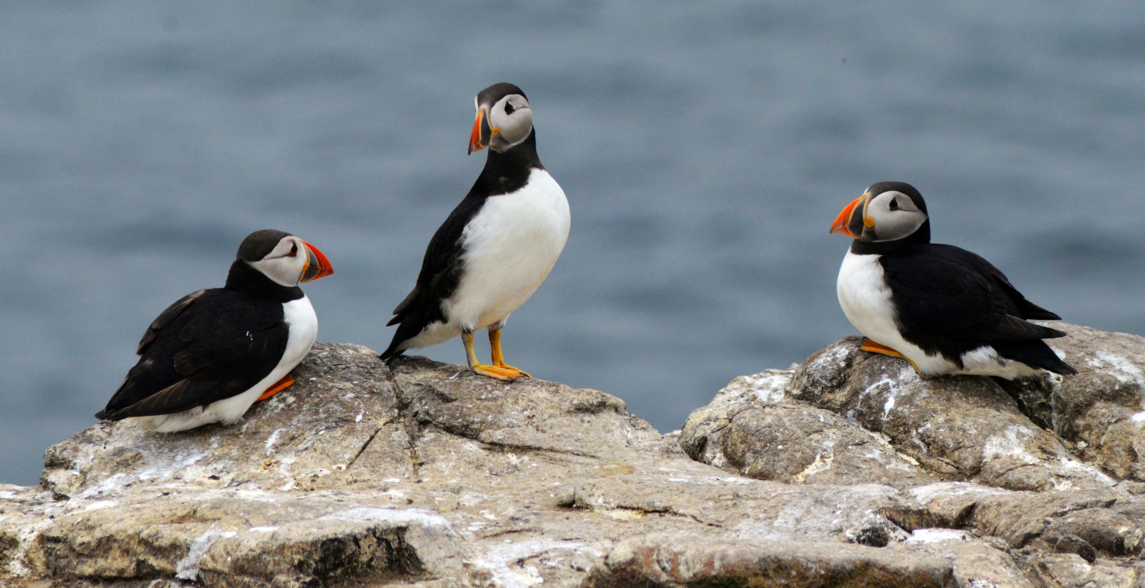 Three Atlantic puffins with colorful beaks and orange feet stand on a rocky shore in Iceland, against a blurred ocean background.