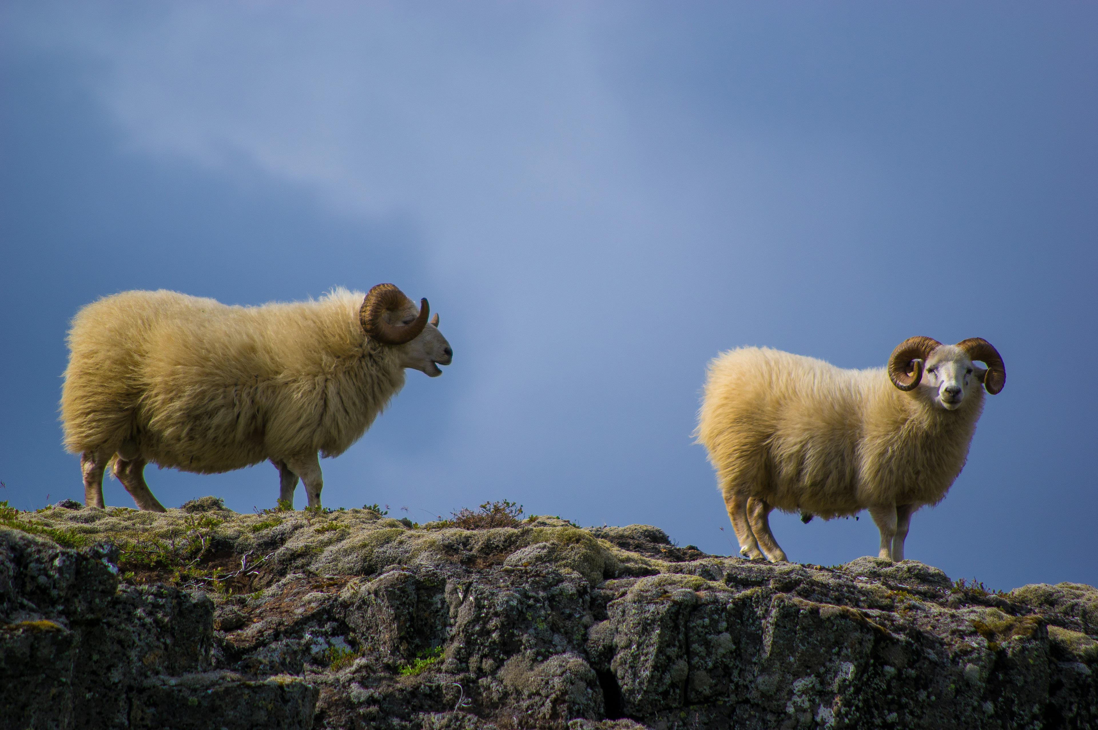 Two fluffy, horned sheep standing atop a rocky outcrop, against a backdrop of a moody sky, a scene that captures the rustic and pastoral charm commonly found in the Icelandic countryside.