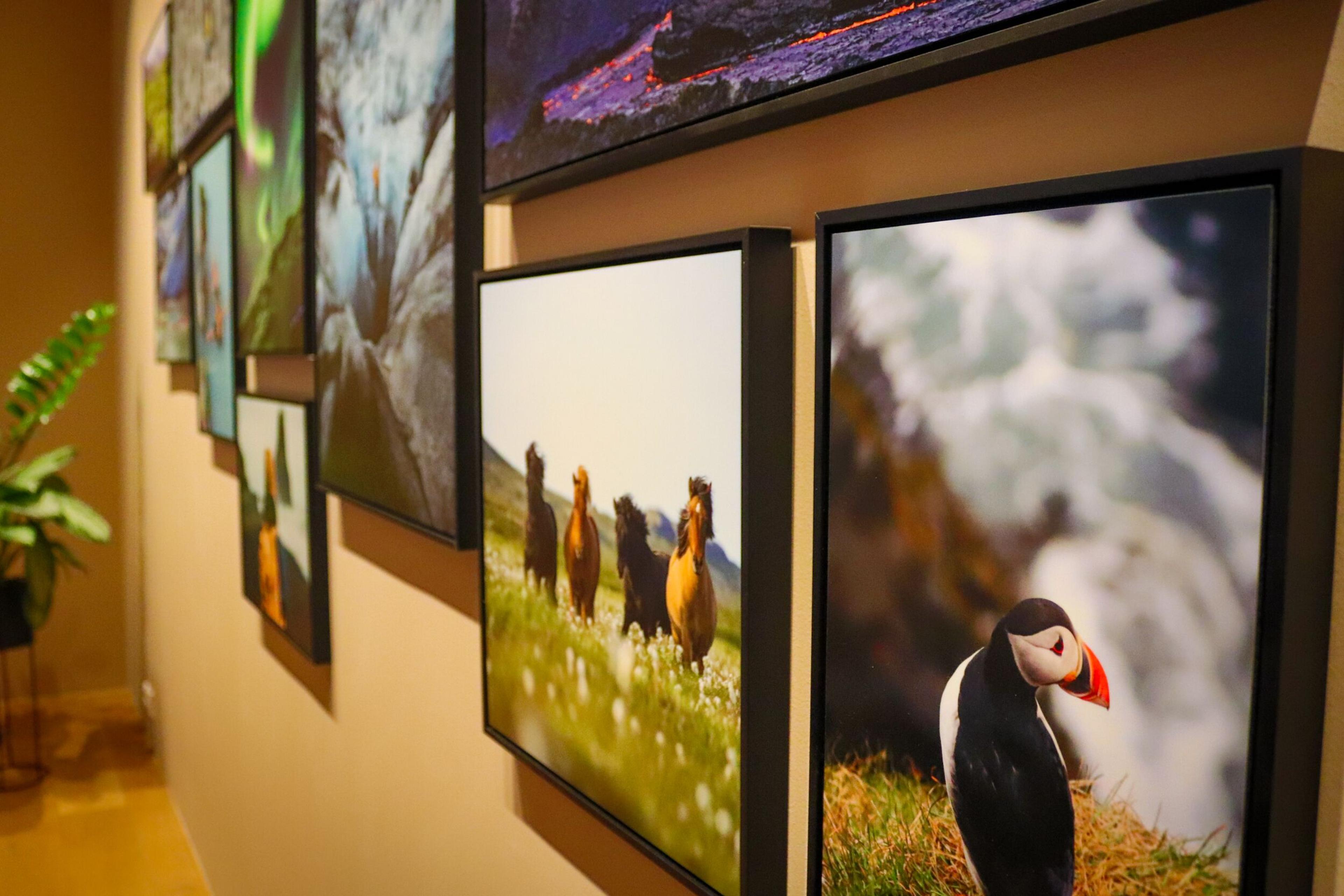 A close-up of a gallery wall with a variety of framed photographs featuring various landscapes, presumably showcasing the natural beauty of Iceland.