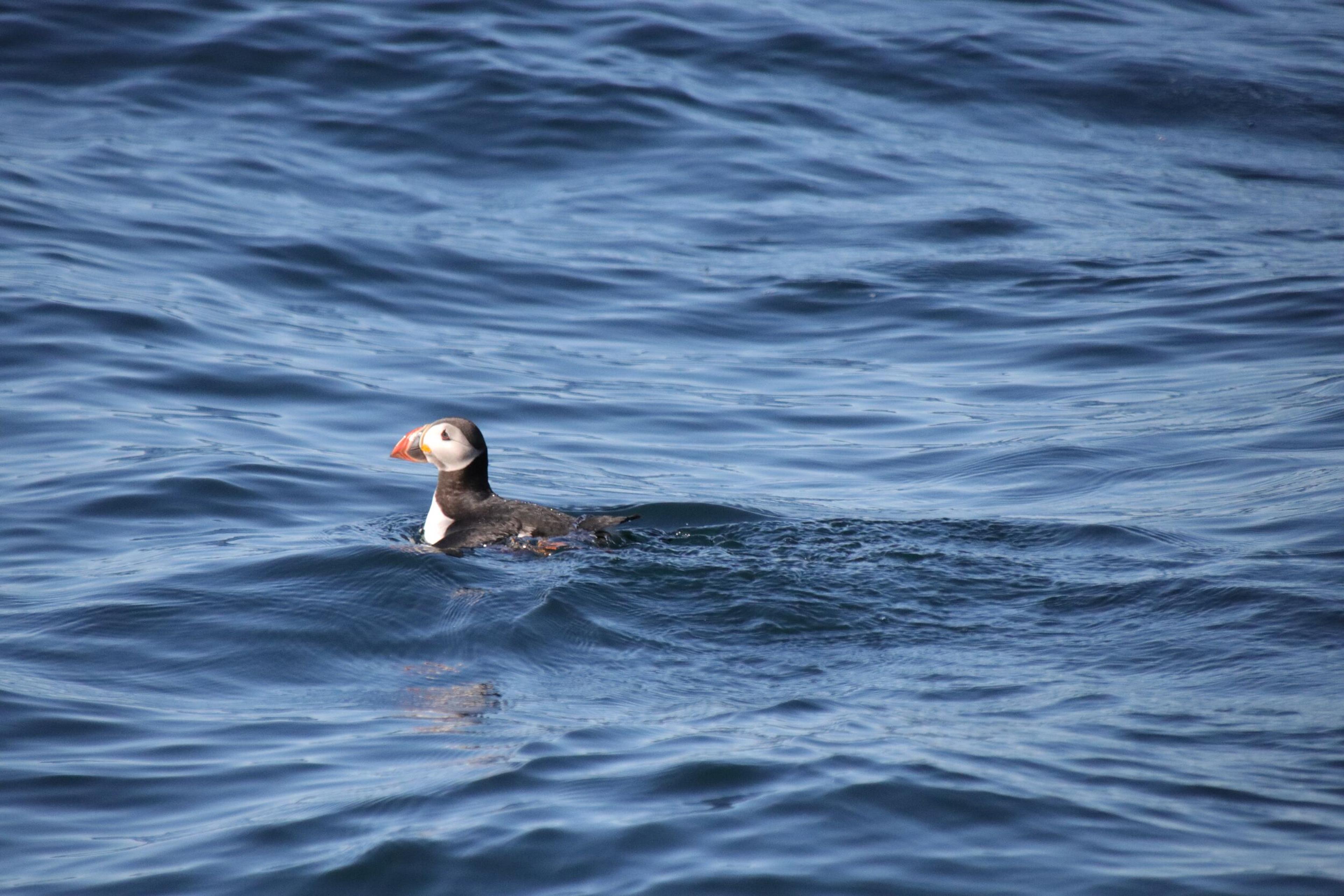 a puffin is swimming in the ocean looking at the camera .