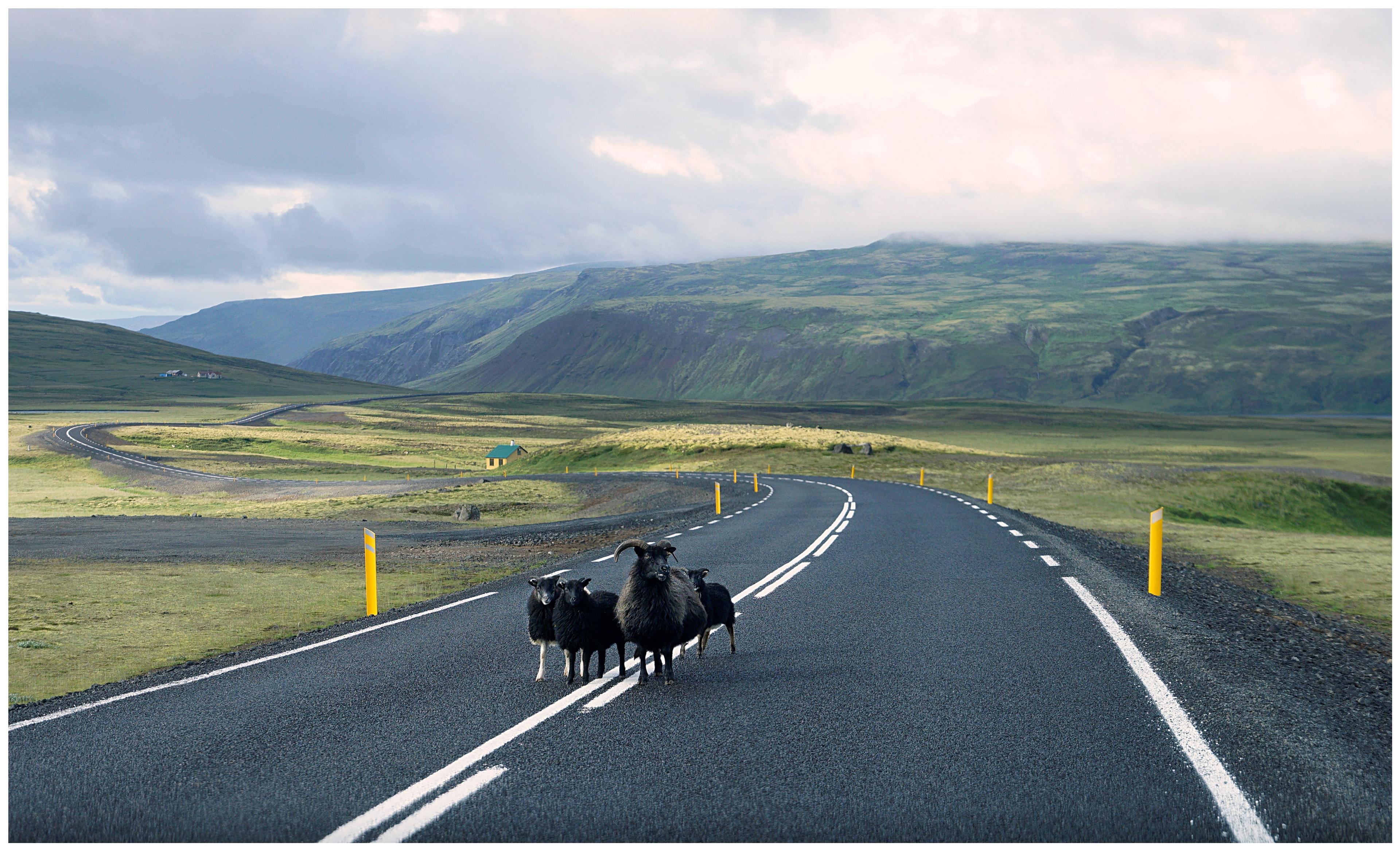 A flock of black sheep on a winding road through green mountains under a cloudy sky.