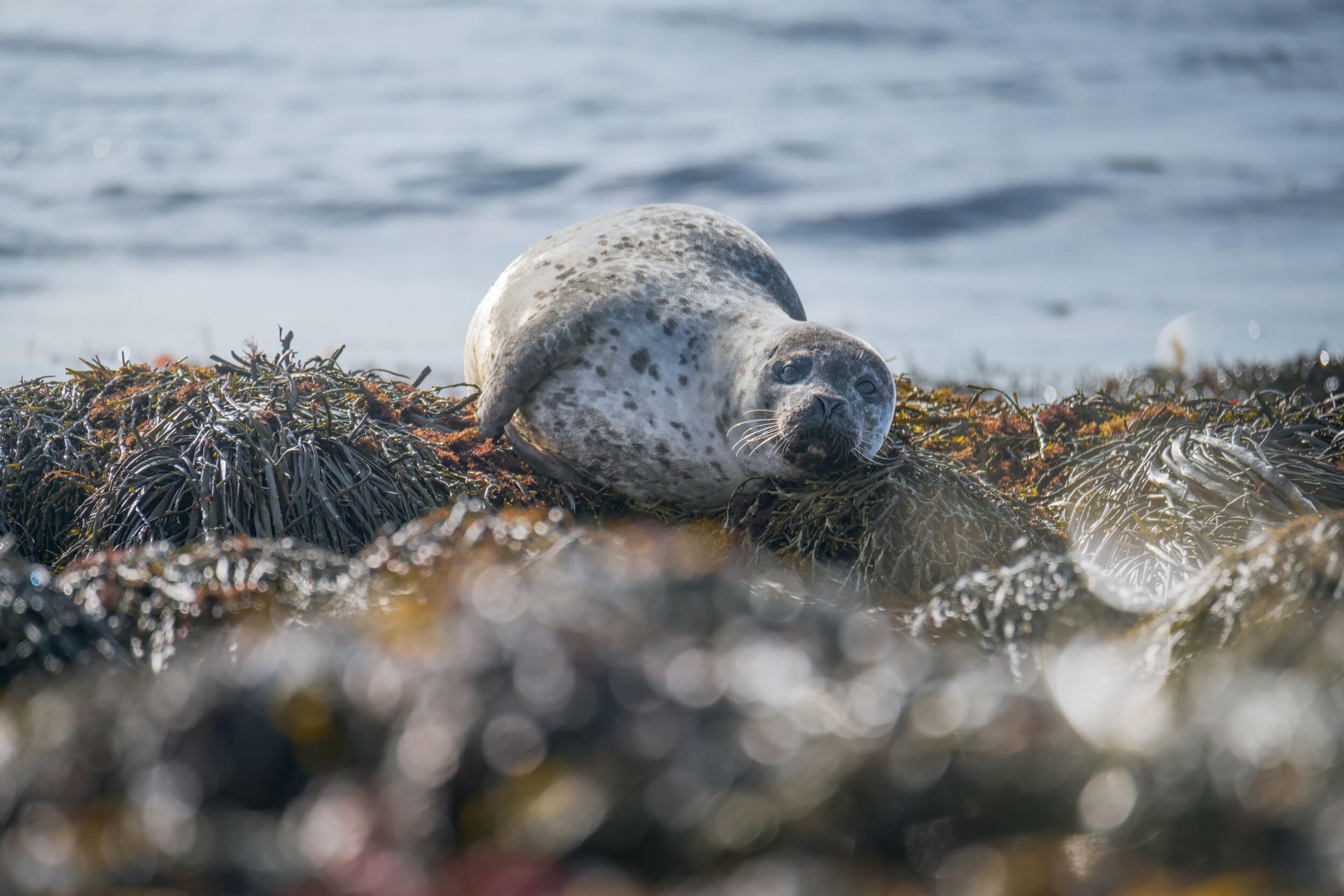 A seal lounges on a seaweed-covered rock near the water's edge, basking in the sunlight with its gaze directed towards the viewer.