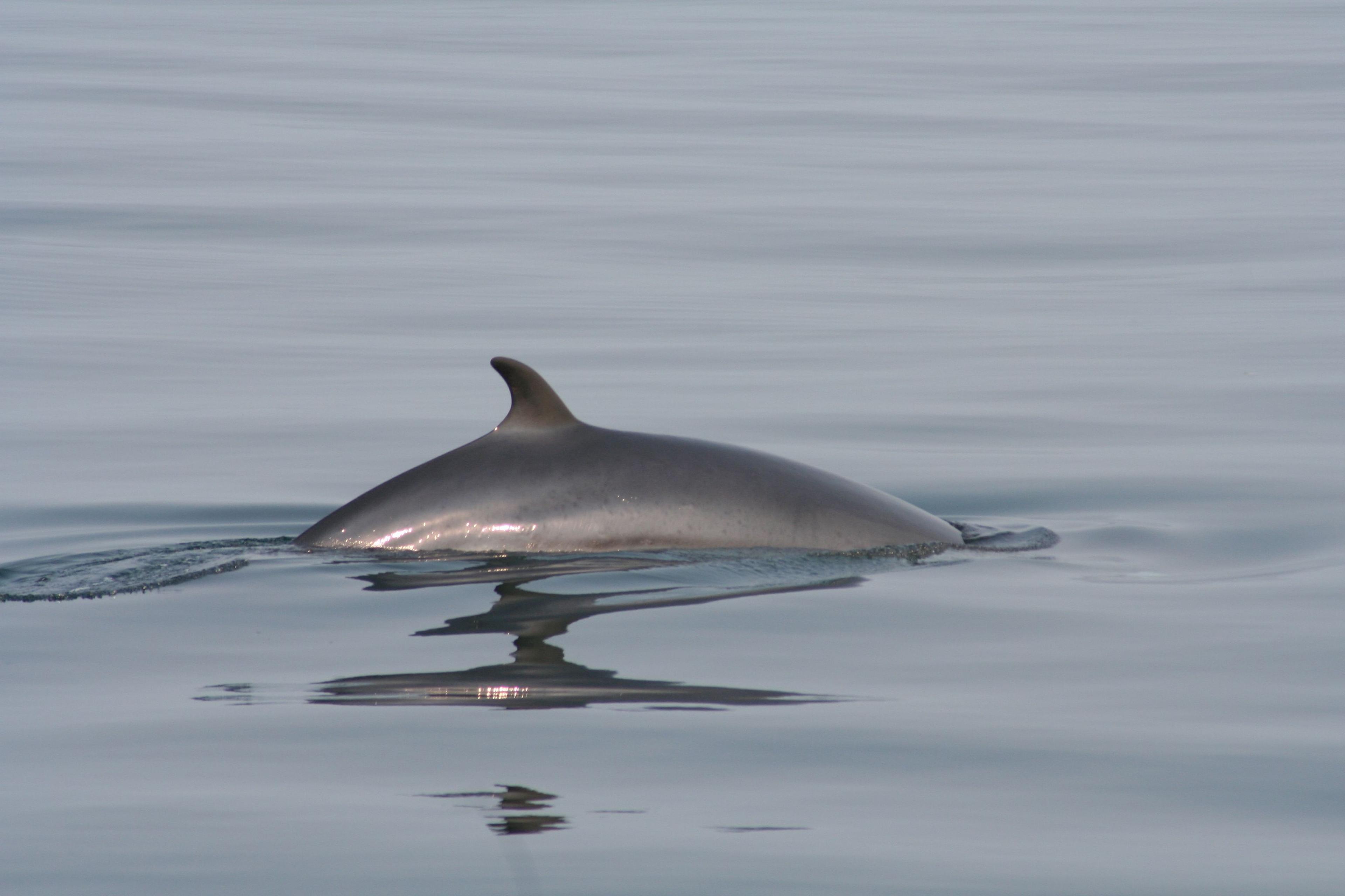 A minke whale surfaces in calm, grey water, its back and dorsal fin visible.