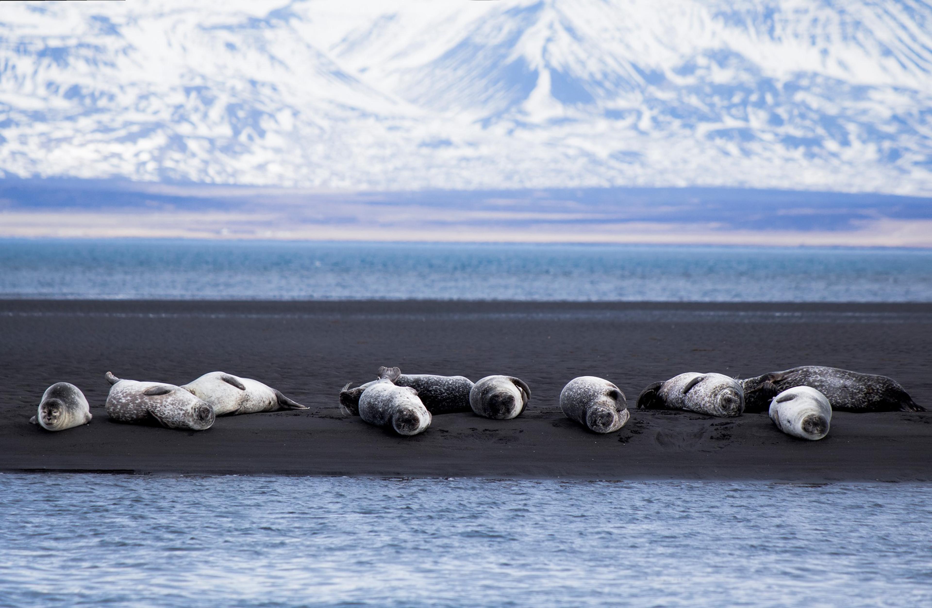 Several seals rest on a black sand beach with the ocean and snow-capped mountains in the background.