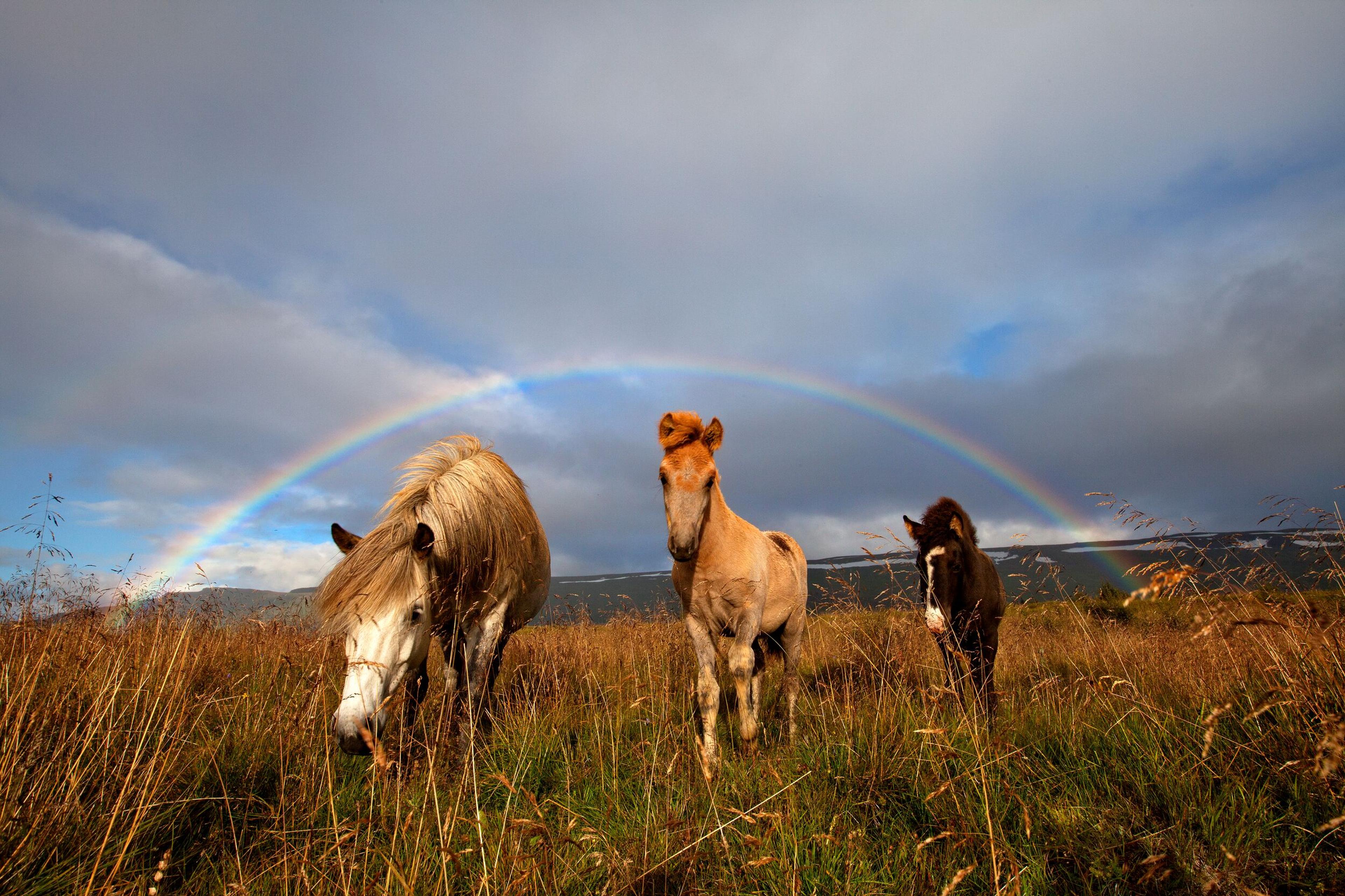 Three horses walking towards the camera with a vibrant rainbow arching gracefully above them