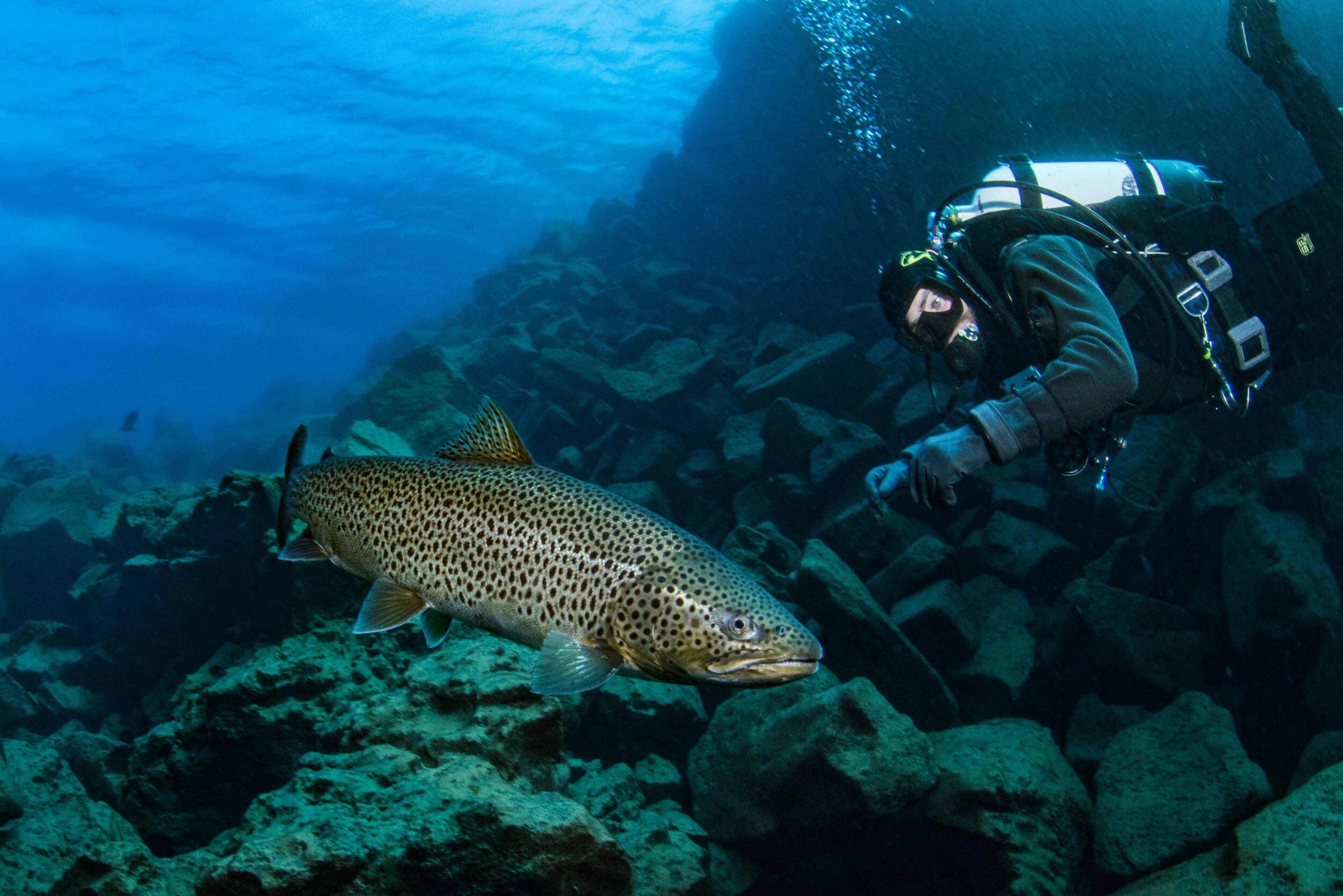 A diver observes a large spotted trout in a clear, rocky underwater environment.