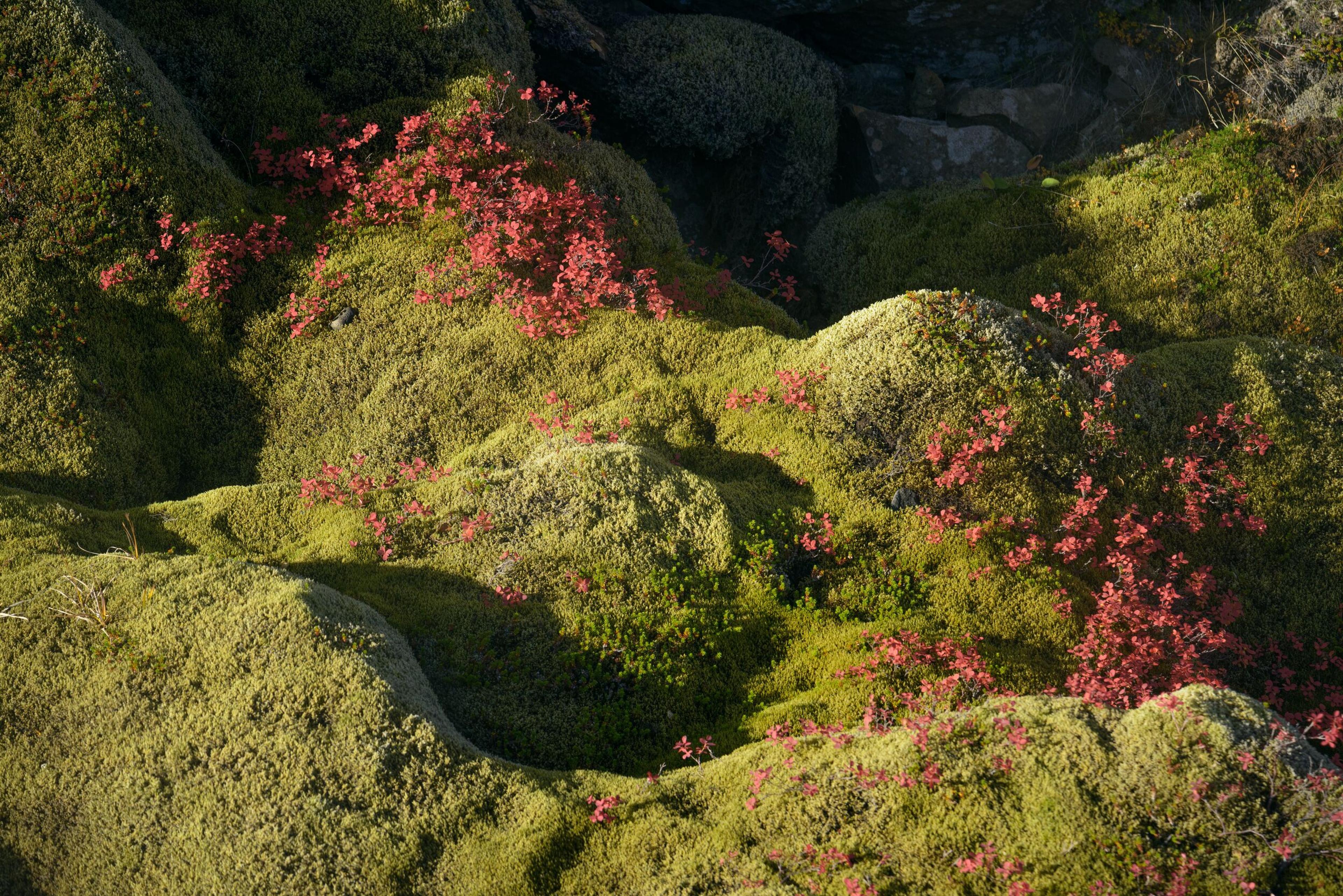 Close-up of a rocky landscape covered in lush green moss and interspersed with clusters of bright pink flowers, illuminated by warm sunlight.