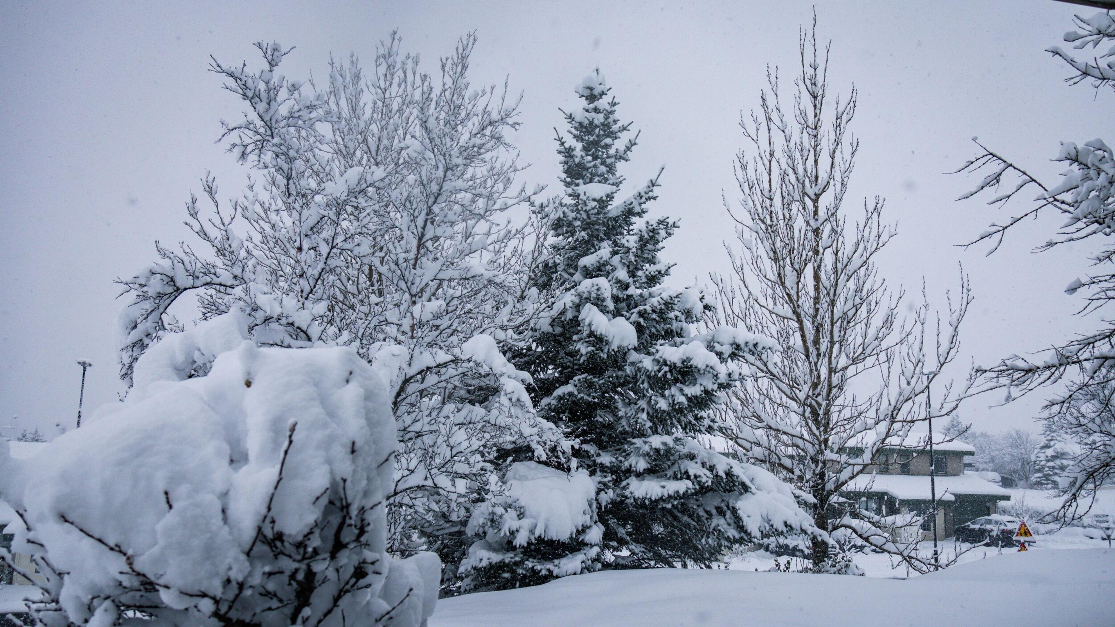 A winter landscape blanketed in fresh snow, featuring trees, bushes, and a distant house.