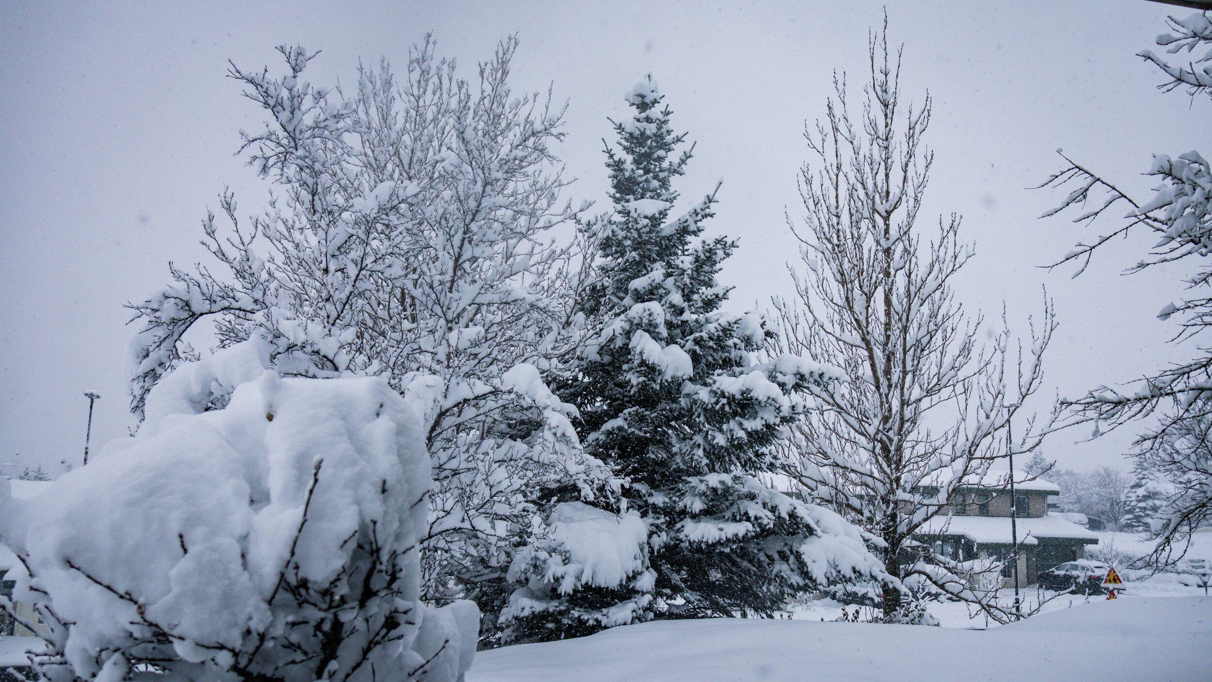 A winter scene with snow-covered trees, bushes, and a house in the distance.