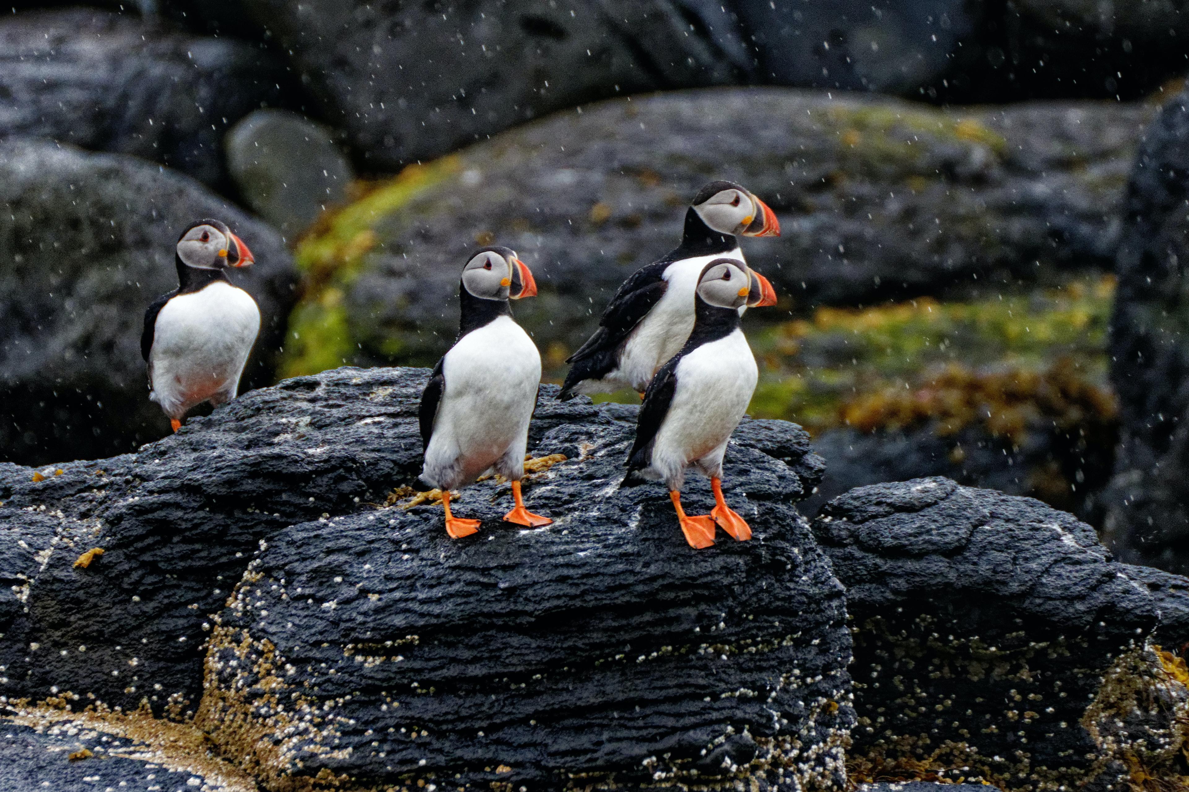 Four cute puffins perched on coastal rocks, poised to take flight.