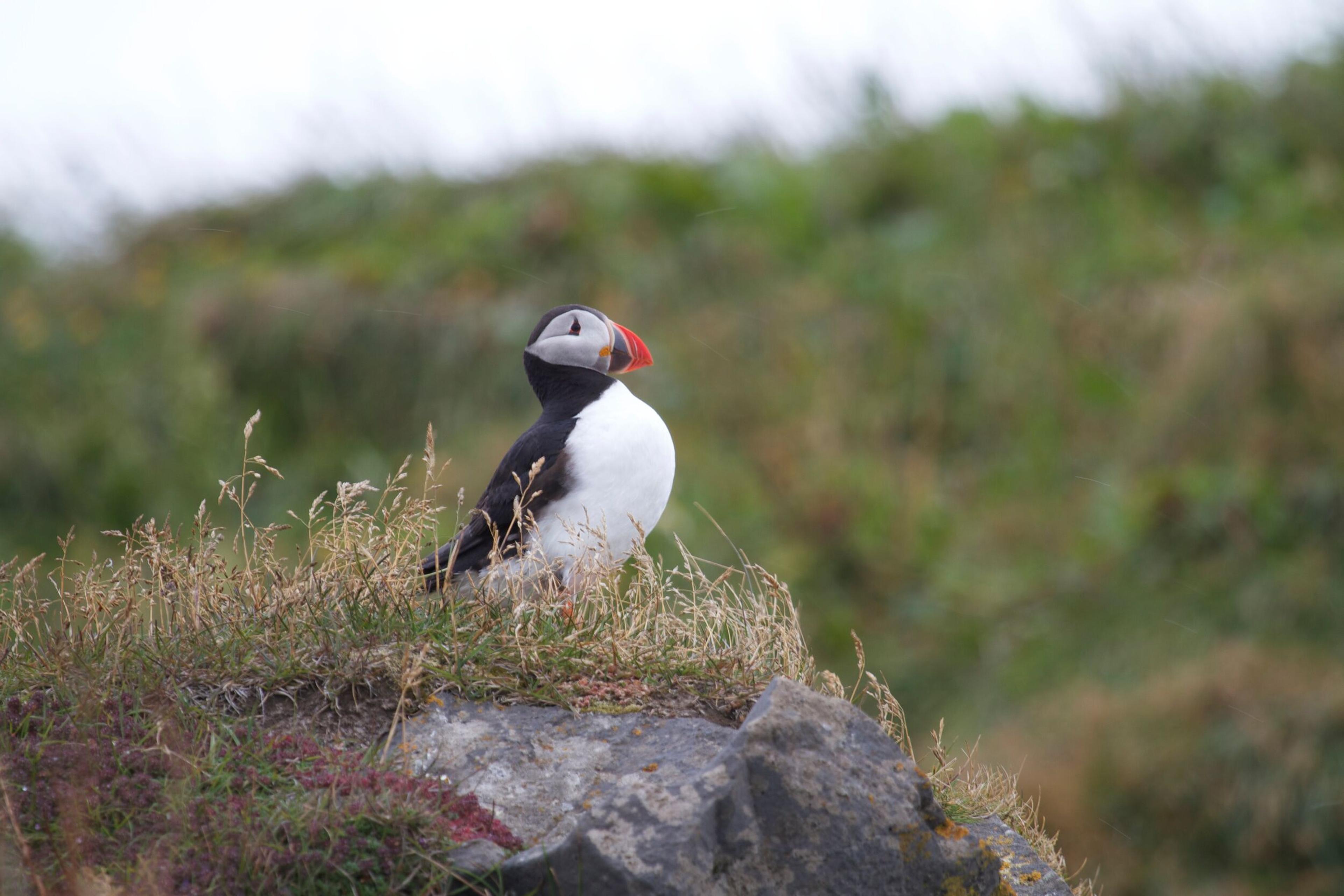 a puffin is perched on top of a rock in the grass .