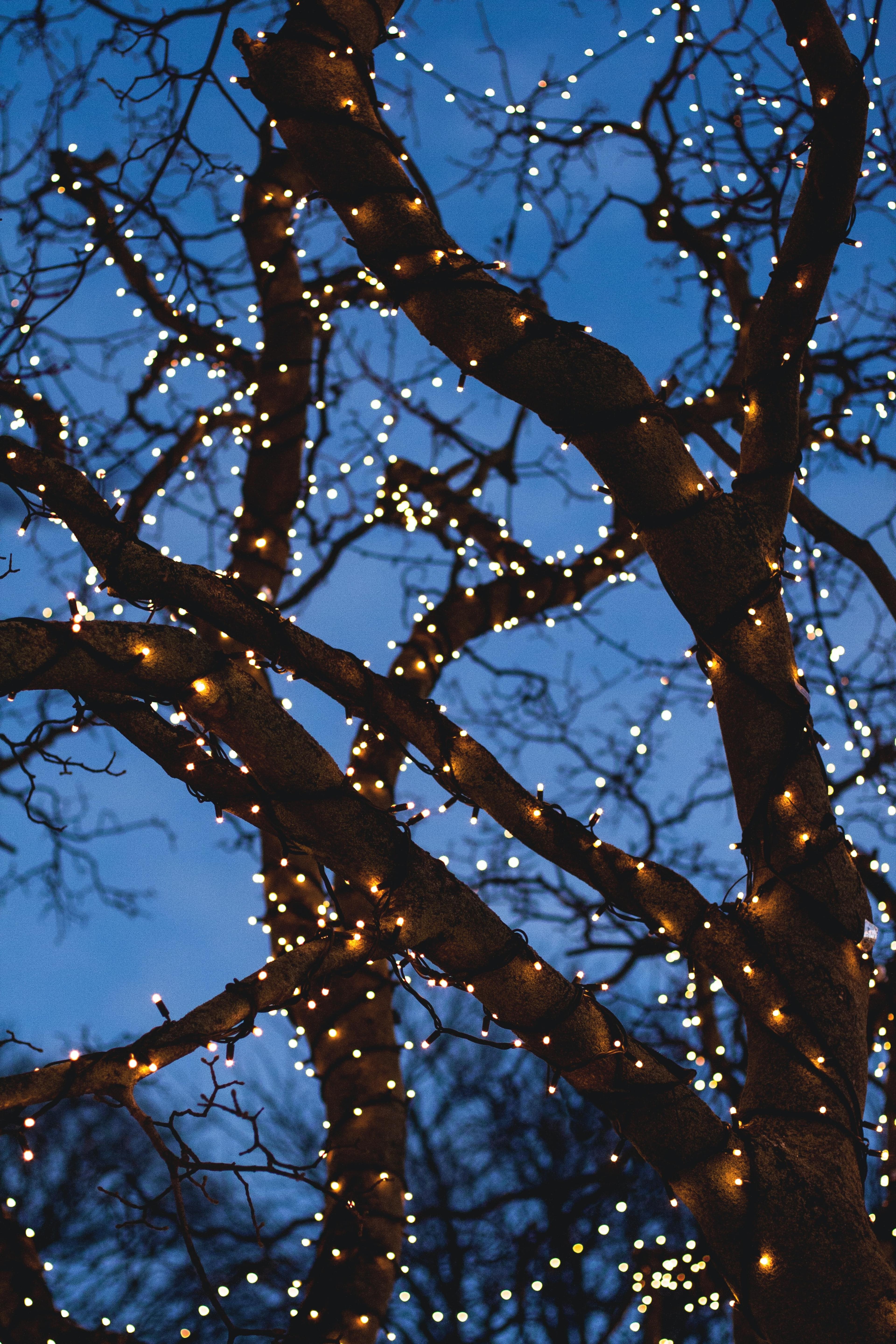 Twilight view of a bare tree in winter, its branches wrapped in twinkling string lights that cast a warm glow against the evening sky