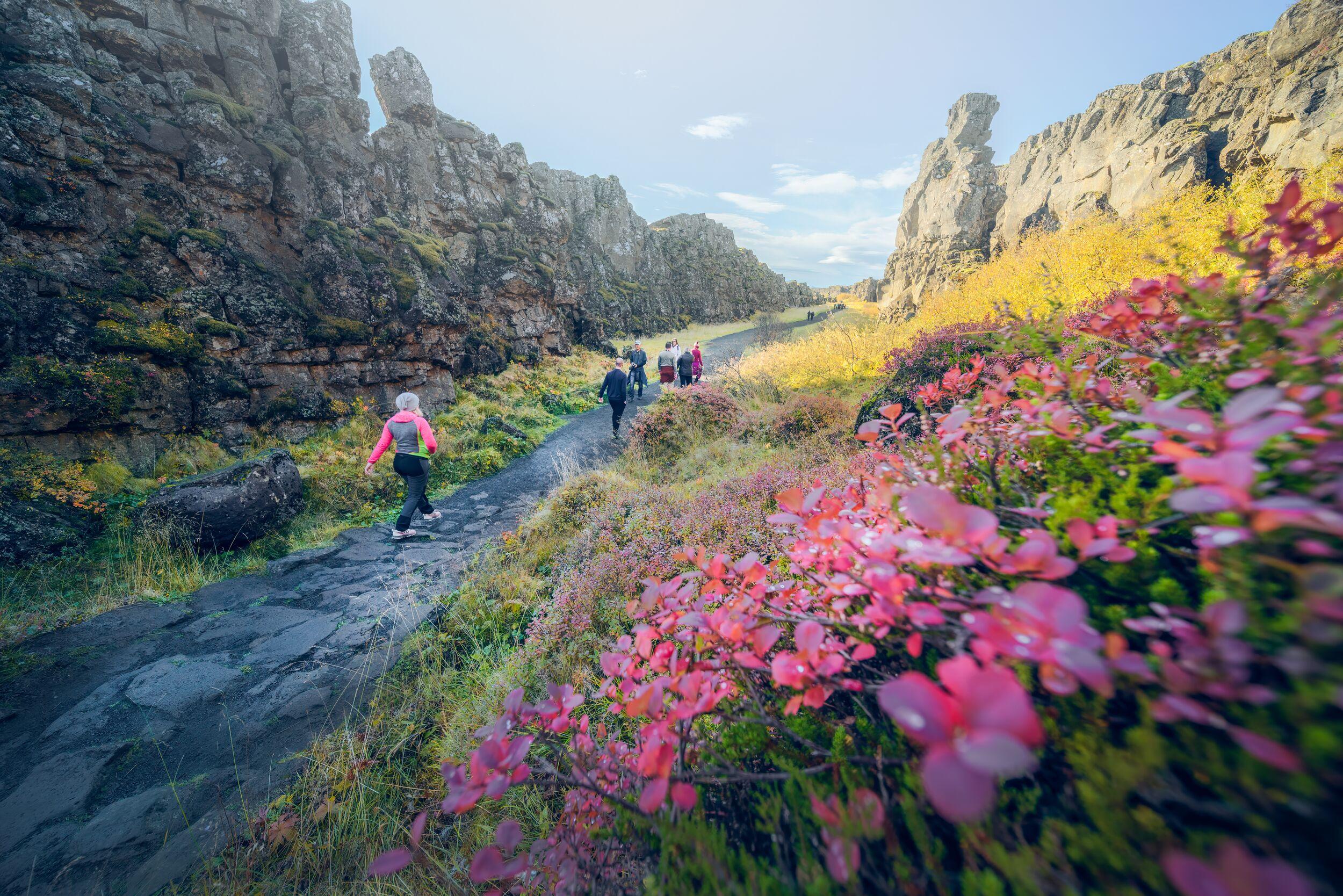 Hikers on a path between dark rocky cliffs and vibrant red and yellow autumn plants.