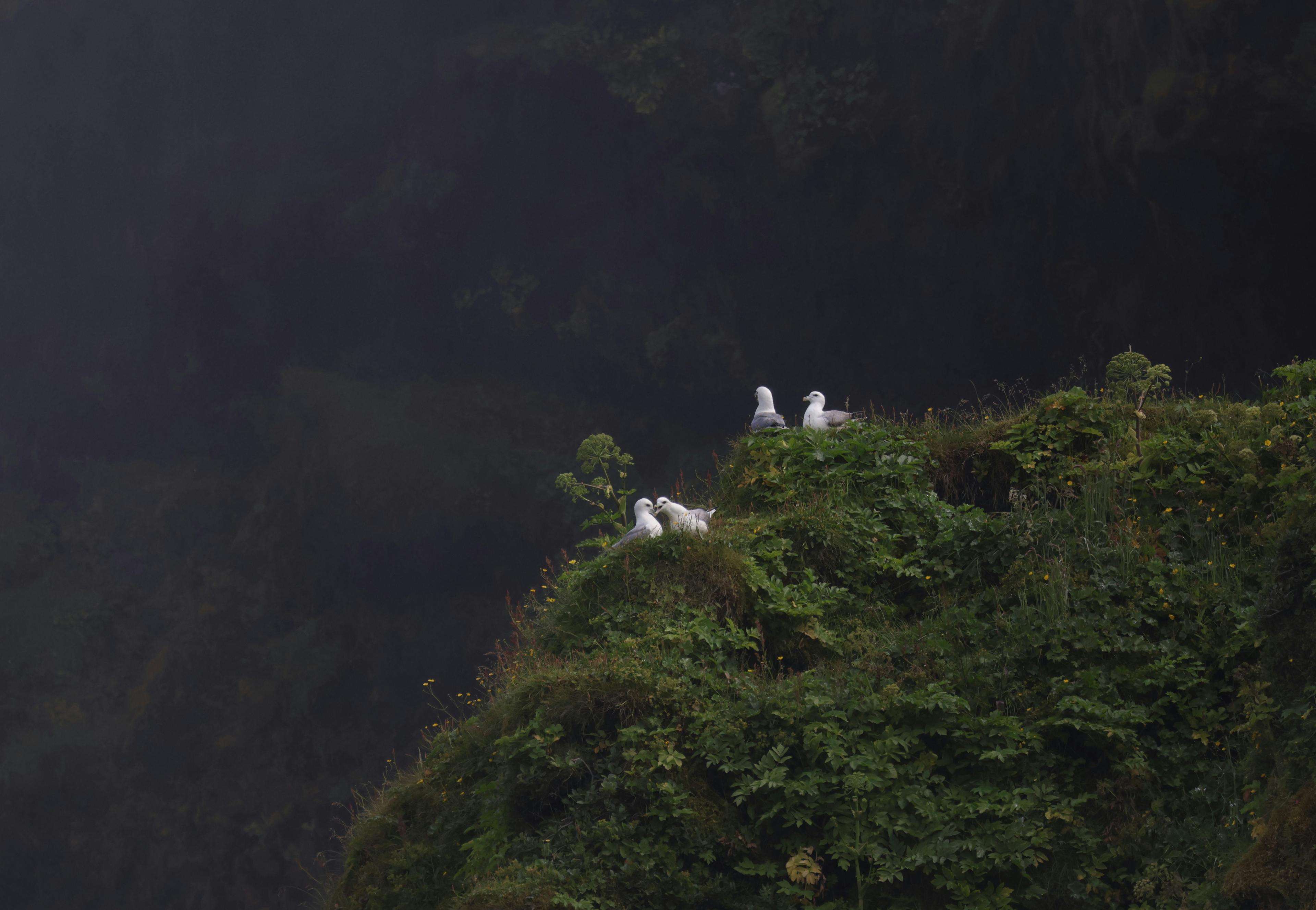 "Three white birds perched on a lush green cliff, partially shrouded in mist, creating a serene and mysterious natural scene."