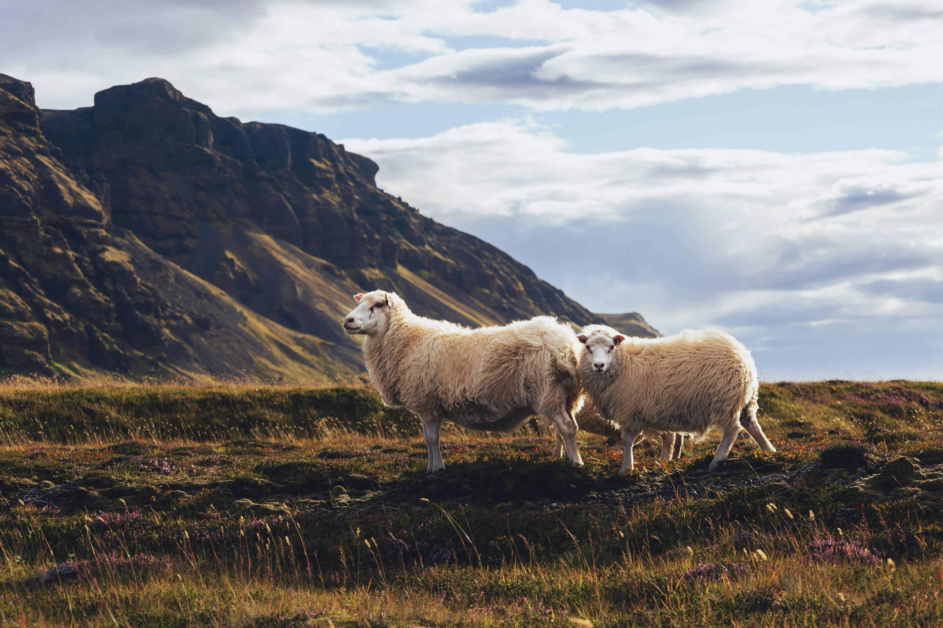  Two Icelandic sheep standing on grassy terrain with mountainous cliffs in the background in Thorsmörk.