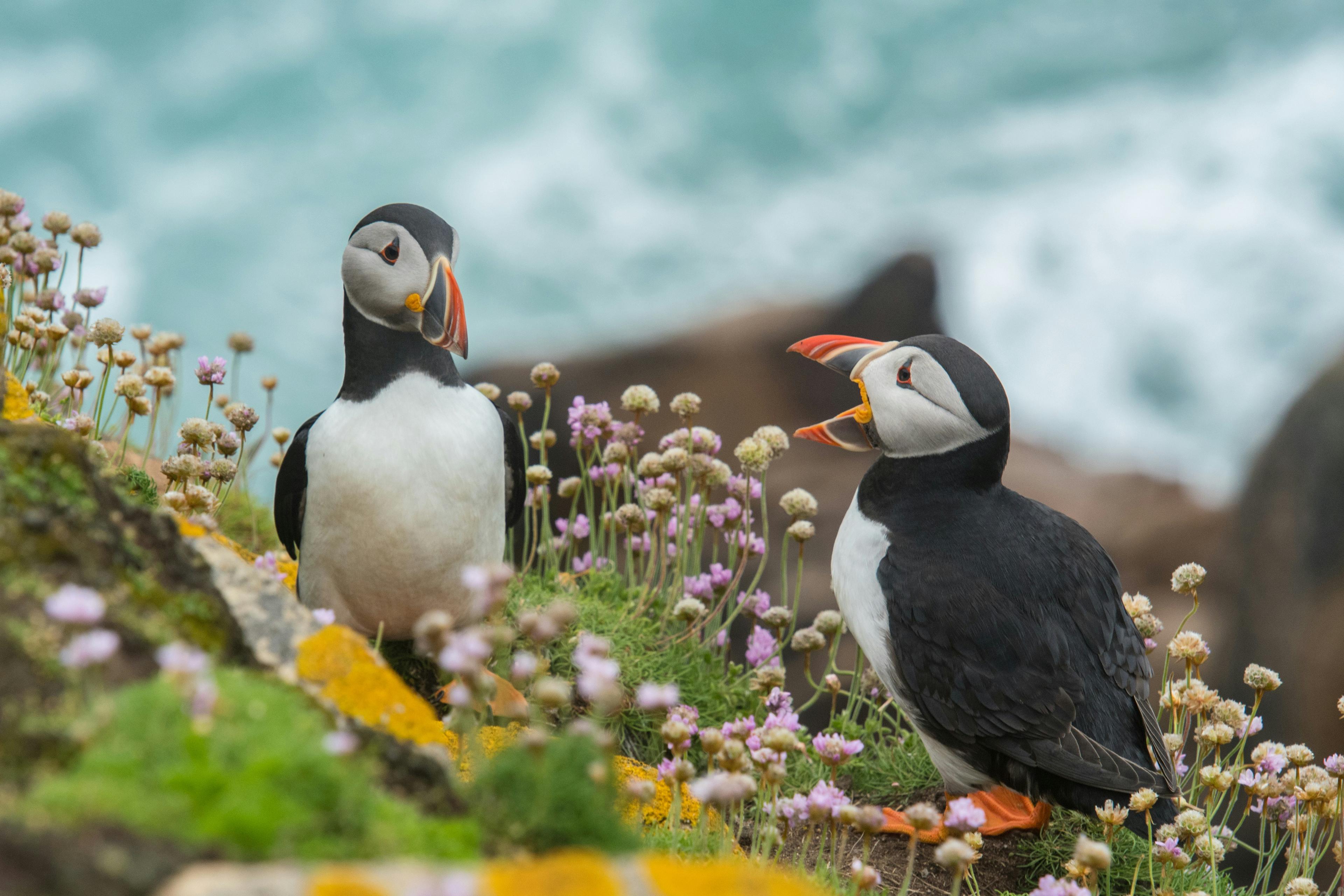 Two puffins with colorful beaks stand among blooming wildflowers on a cliffside in Iceland, overlooking the ocean.