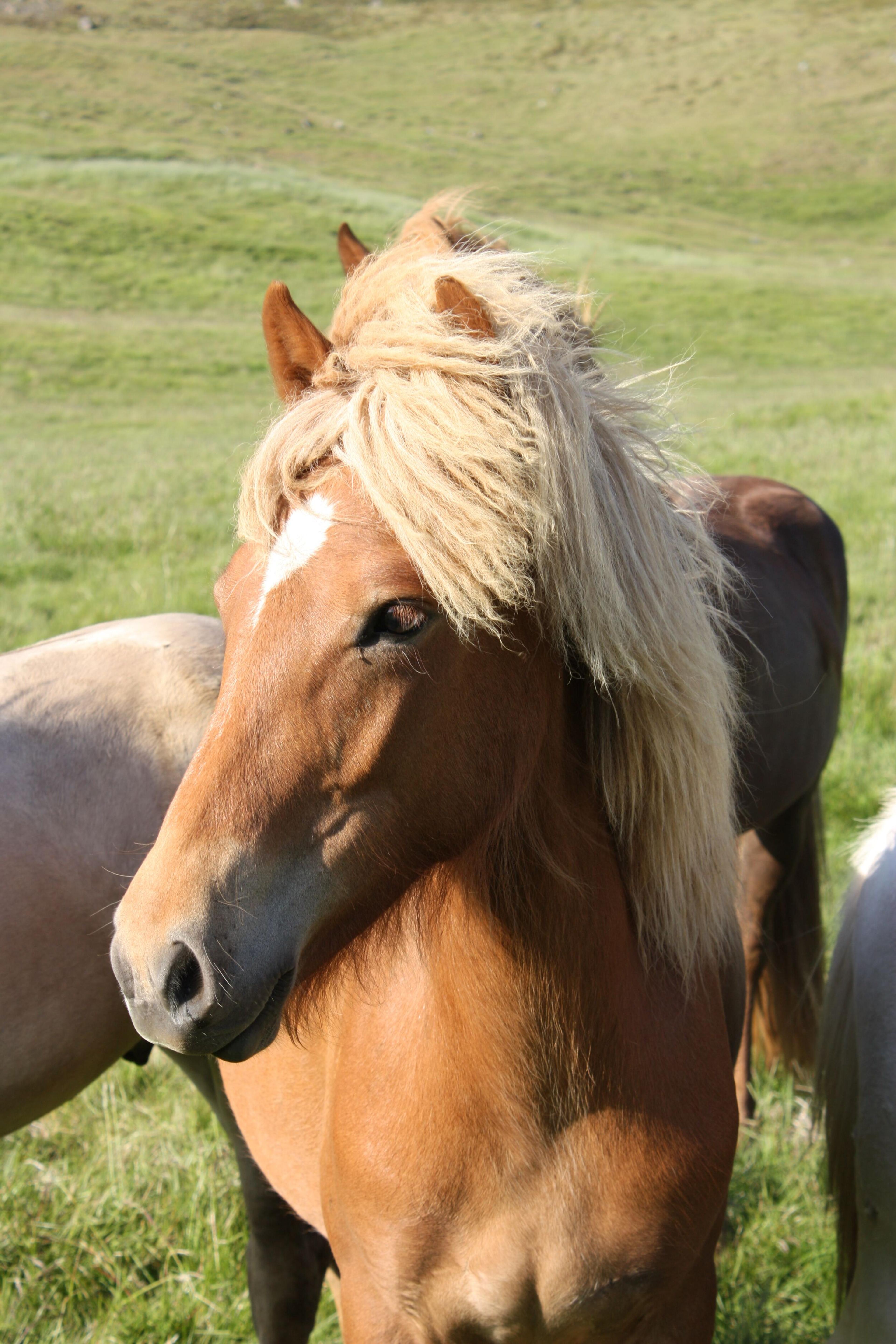 Portrait of an icelandic horse