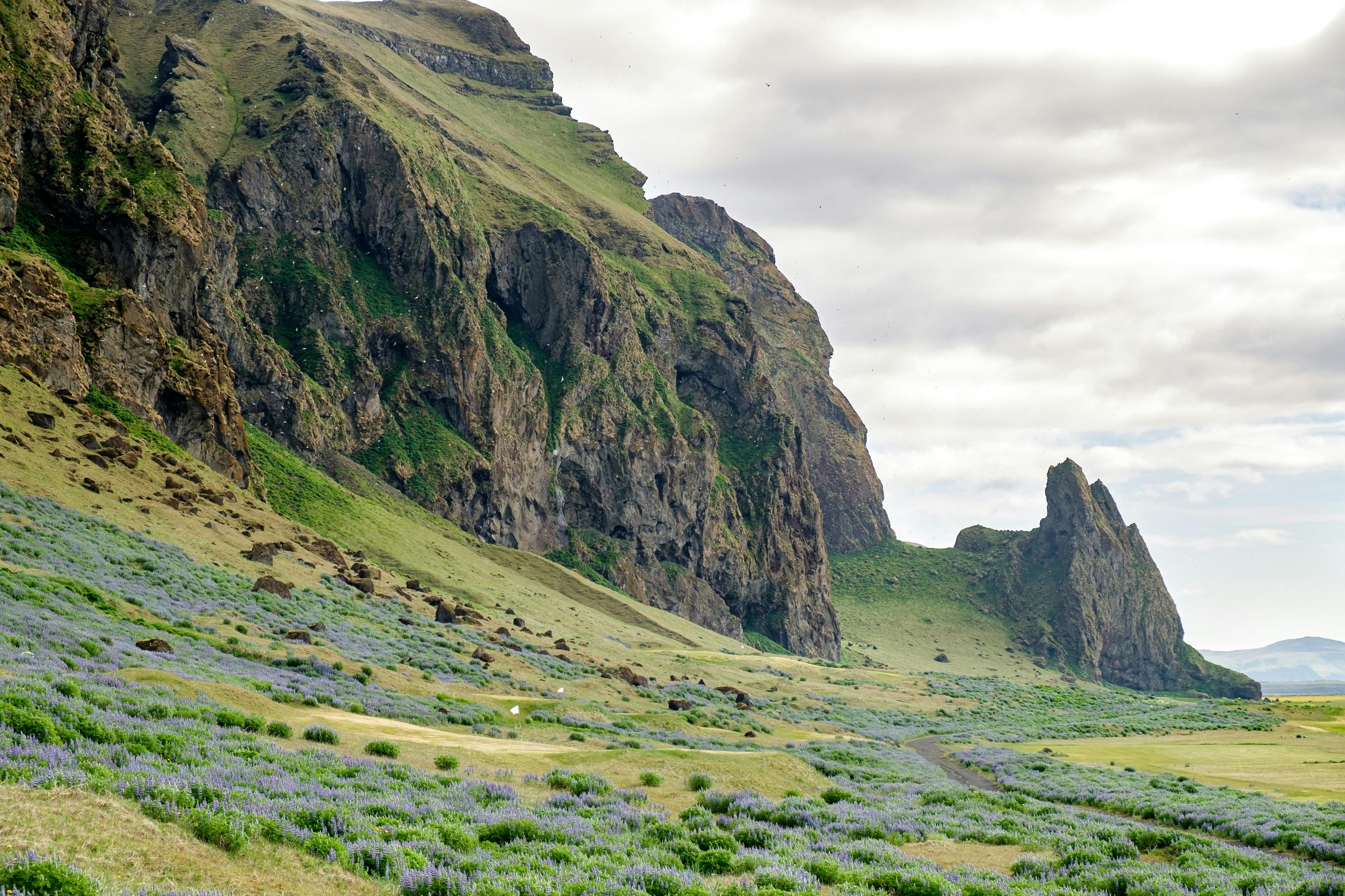 Rocky cliffs over Vík in South Iceland, with a foreground of lush greenery and purple wildflowers.