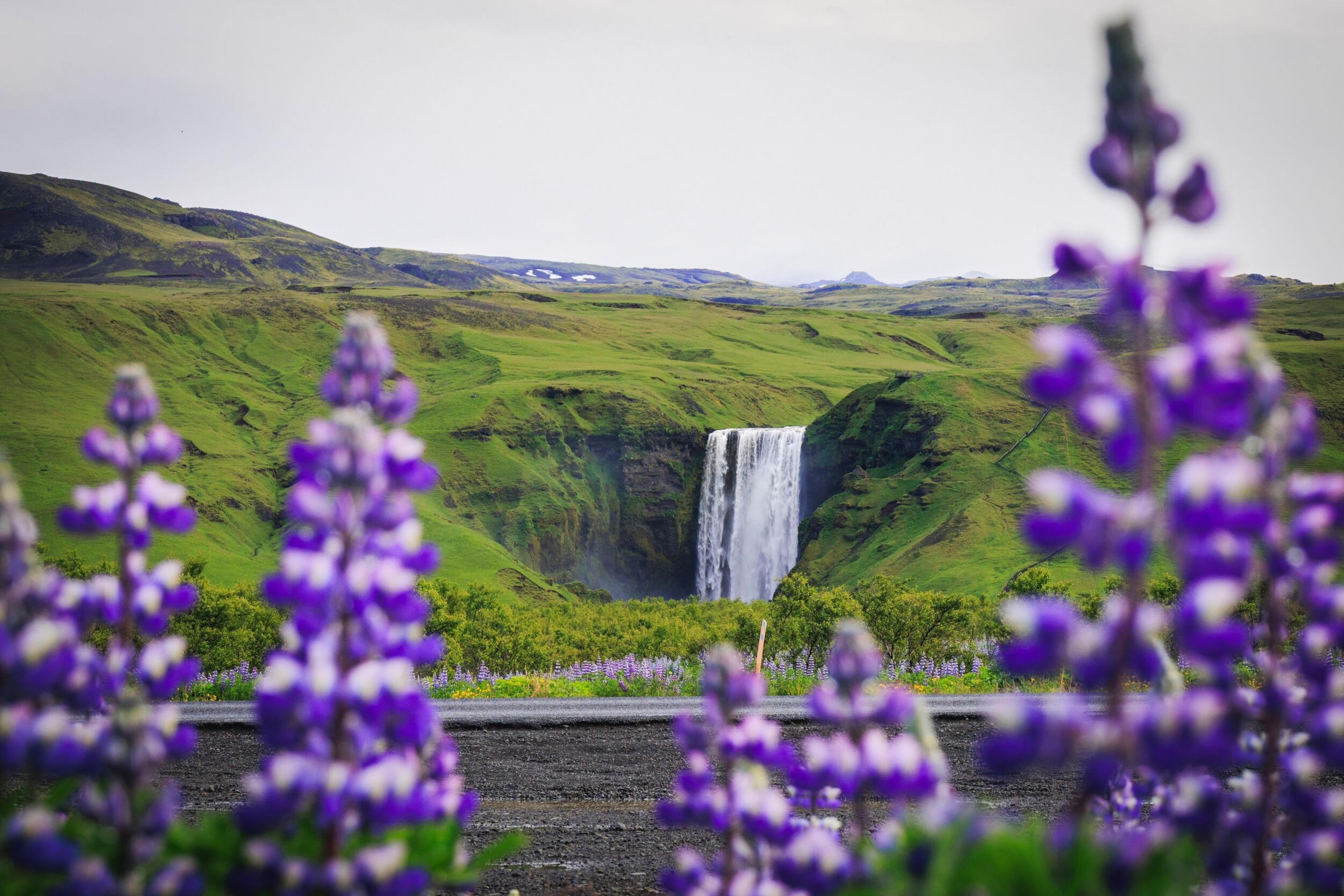 Purple lupine flowers in the foreground with a powerful waterfall and green hills in the distance.