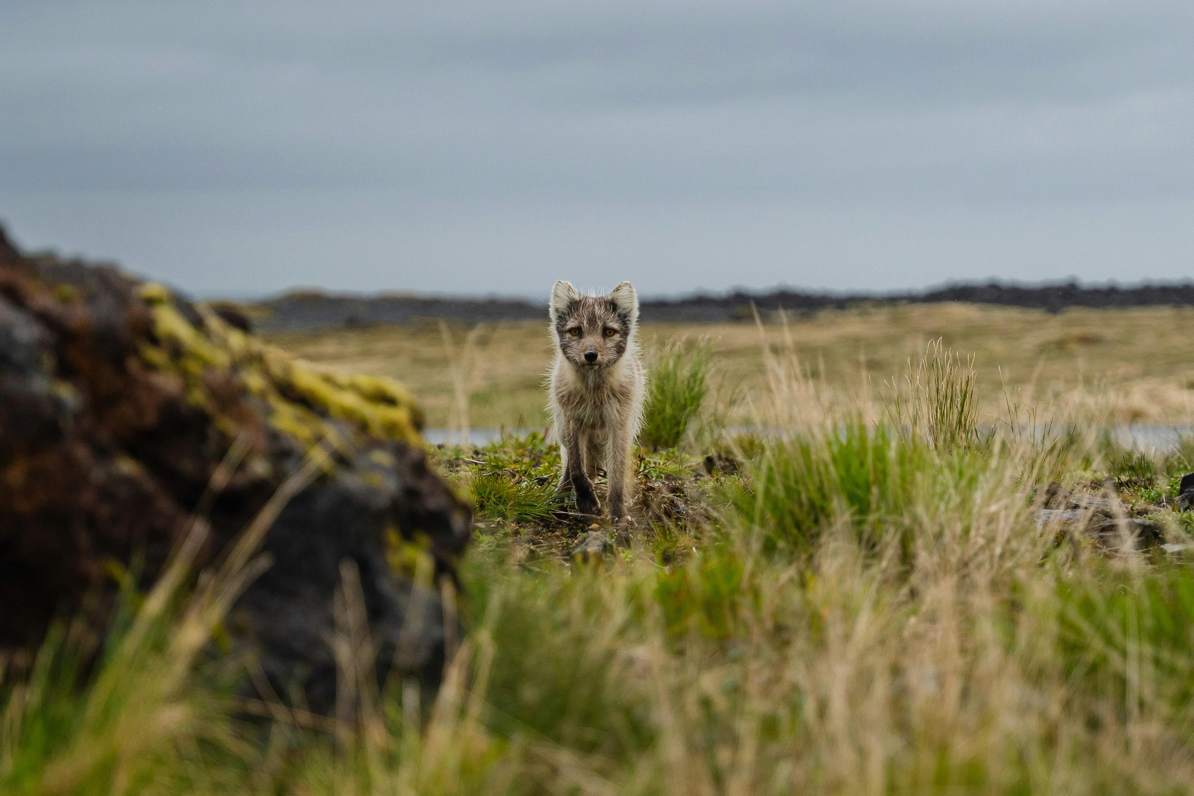 Arctic fox in summer coat standing in a grassy field with rocks and moss, capturing the wildlife of the Icelandic Highlands.