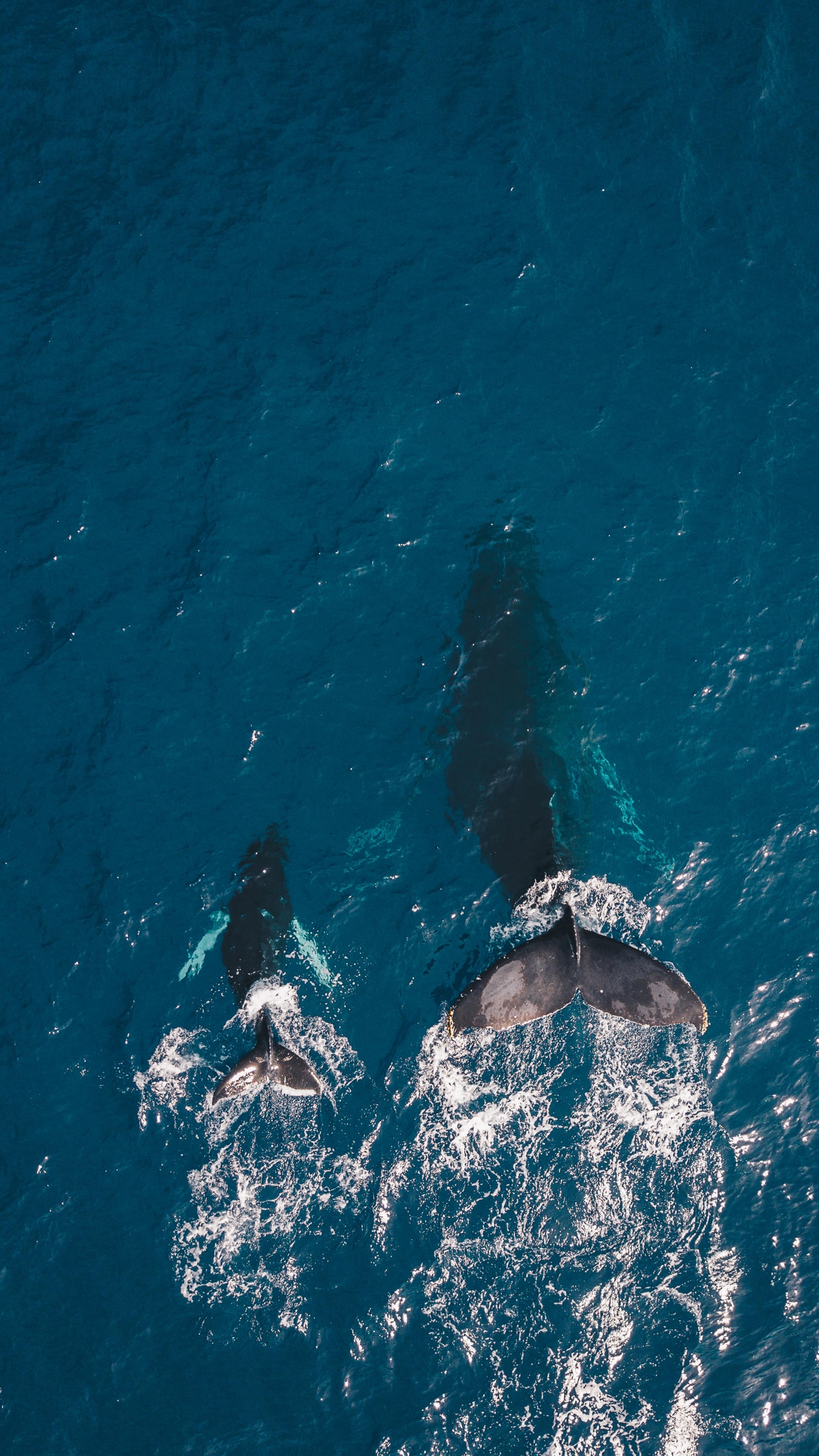 Aerial perspective of a mother and calf whale gracefully submerging in the deep blue expanse of the ocean.