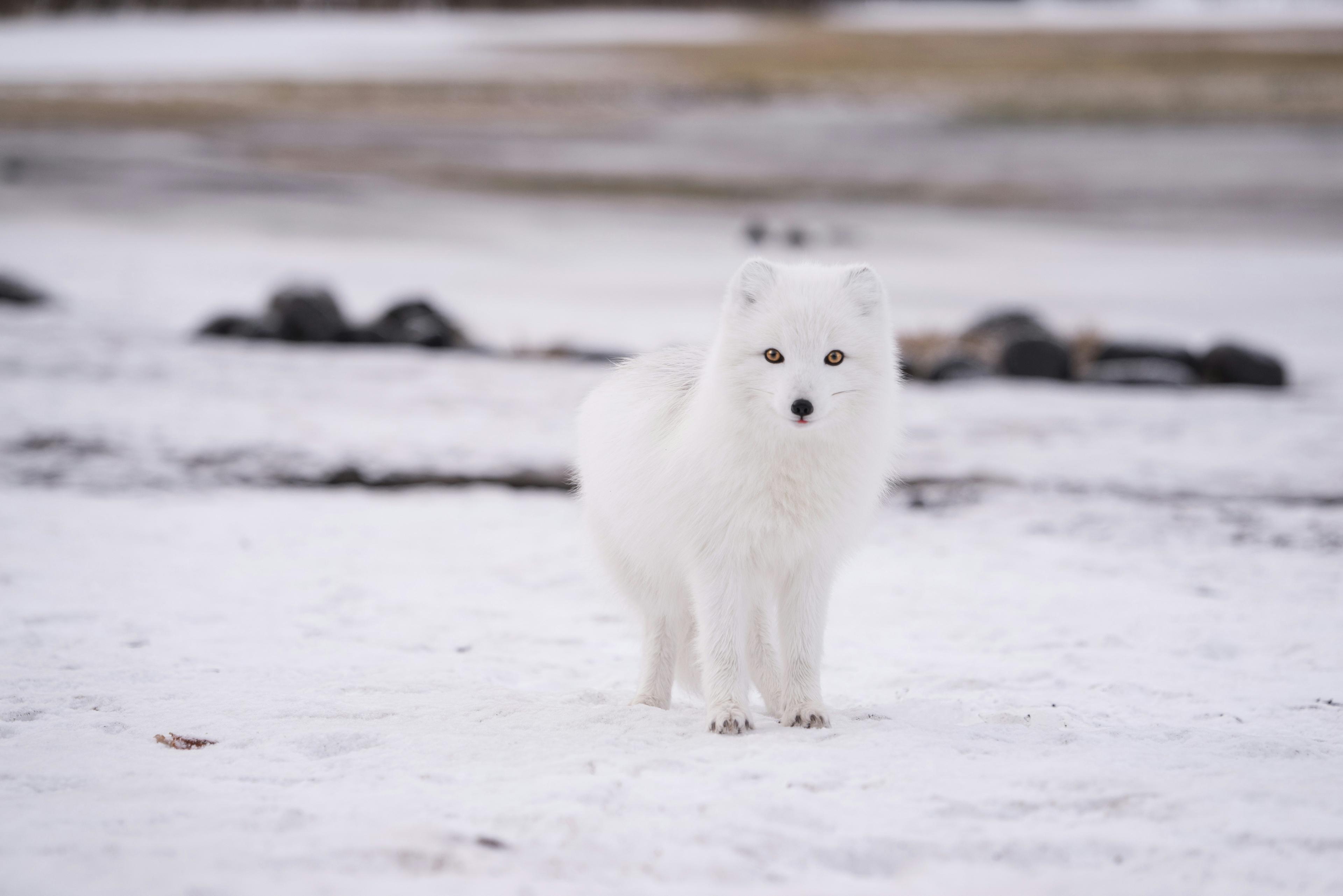 A white Arctic fox standing on a snowy plain, blending seamlessly with its winter surroundings and gazing directly at the camera.