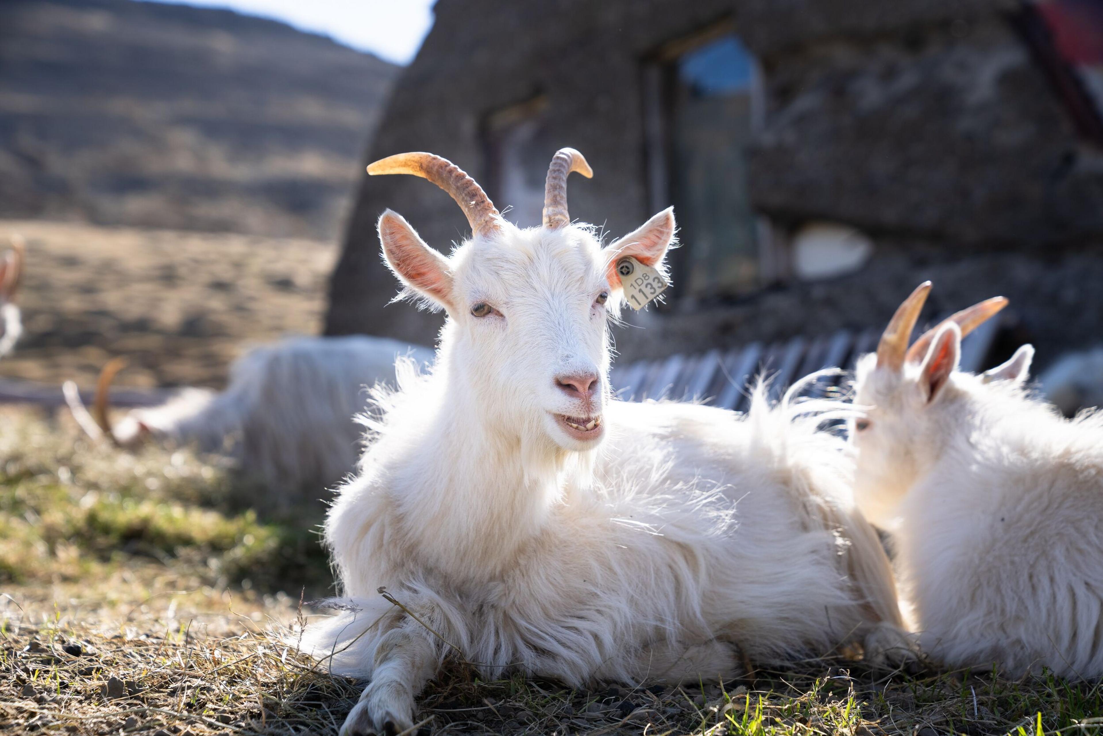 A group of Icelandic goats resting in a sunny rural setting, with one goat prominently looking toward the camera near a rustic structure.