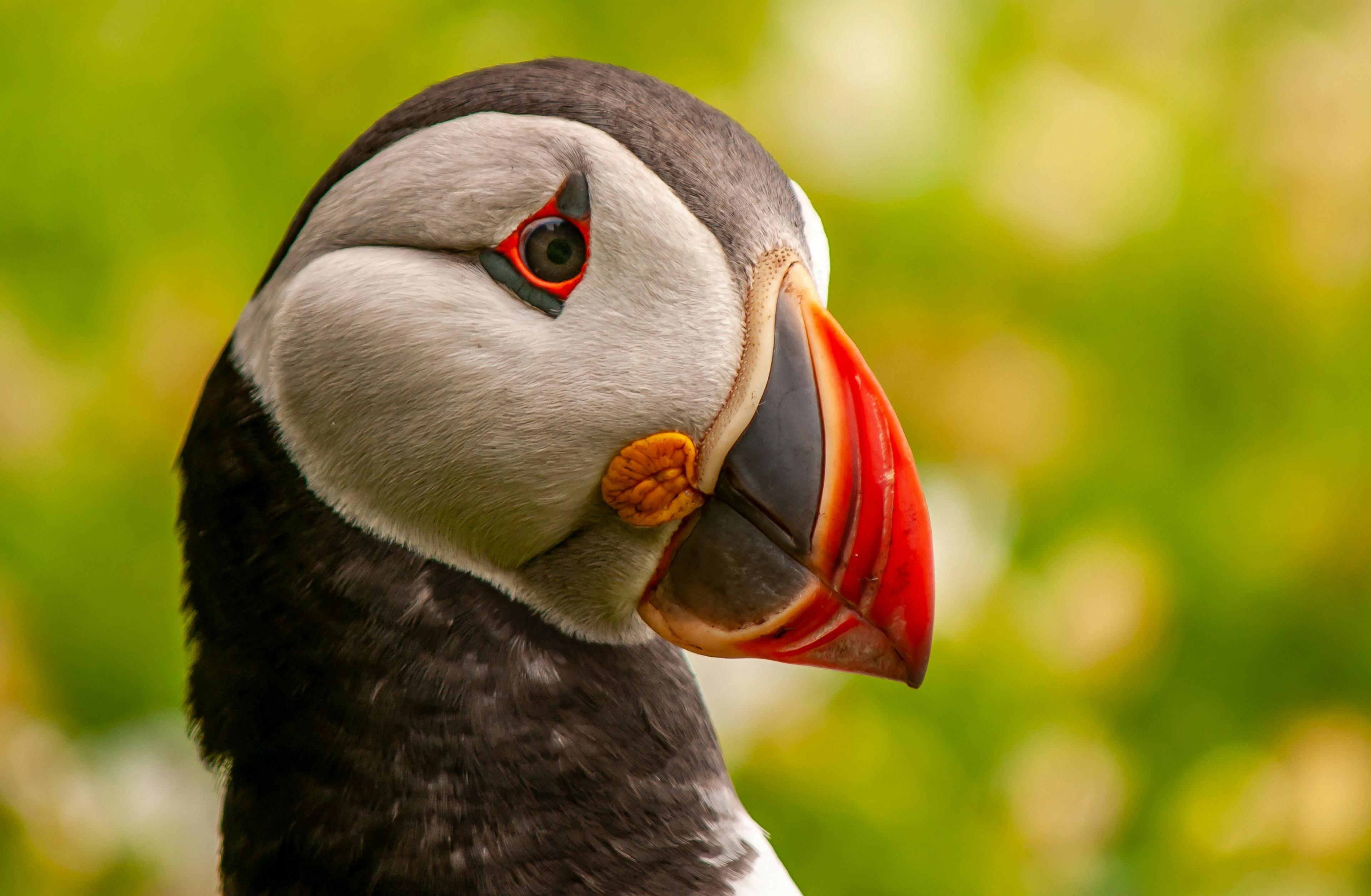 Close-up of a puffin's head showcasing its vibrant beak and distinct facial markings against a blurred green background.