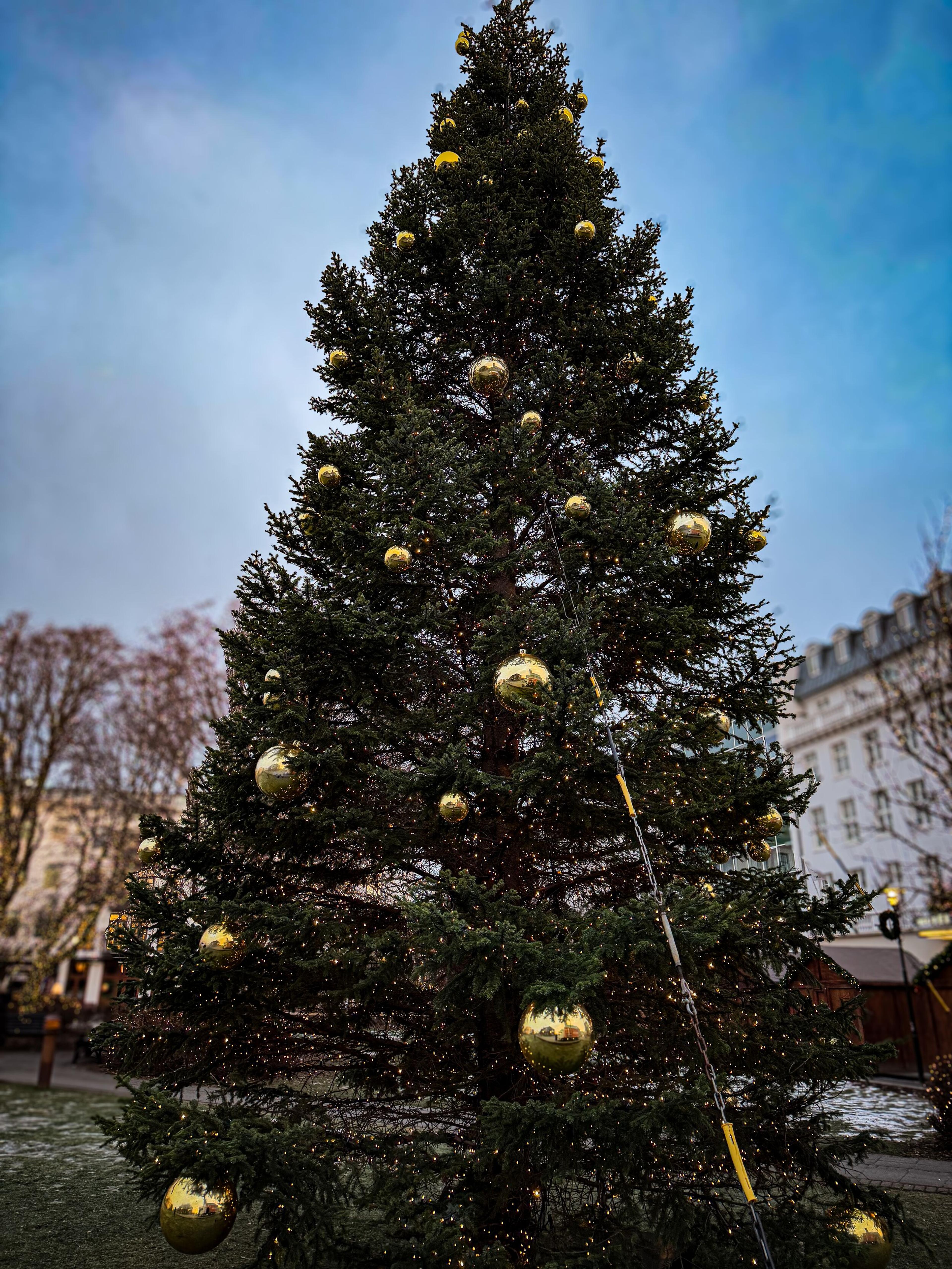 A large outdoor Christmas tree decorated with golden ornaments and string lights under a blue sky.