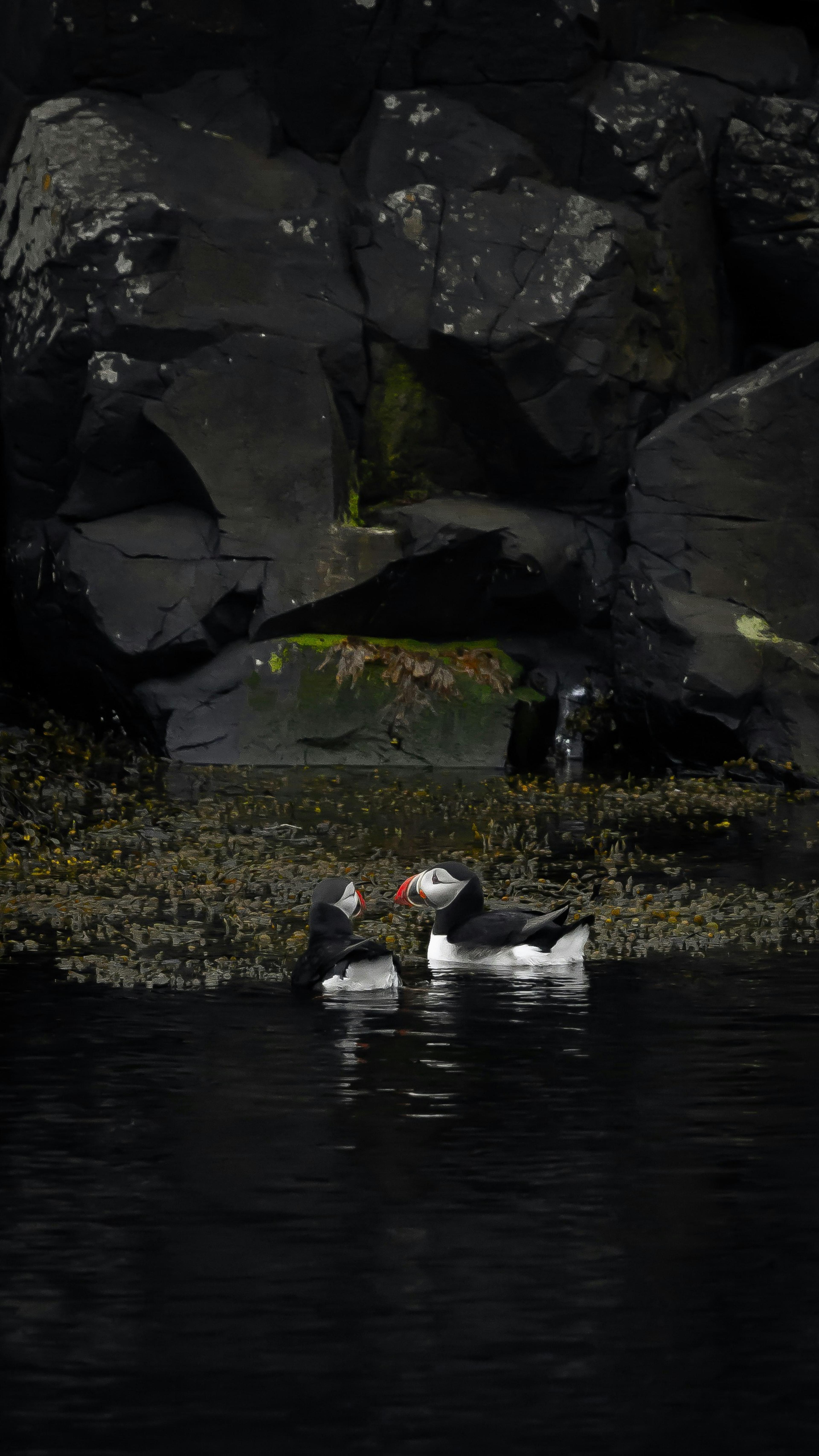 Two puffins with distinctive colorful beaks swim near a rocky shoreline covered in seaweed in Reykjavík, Iceland.