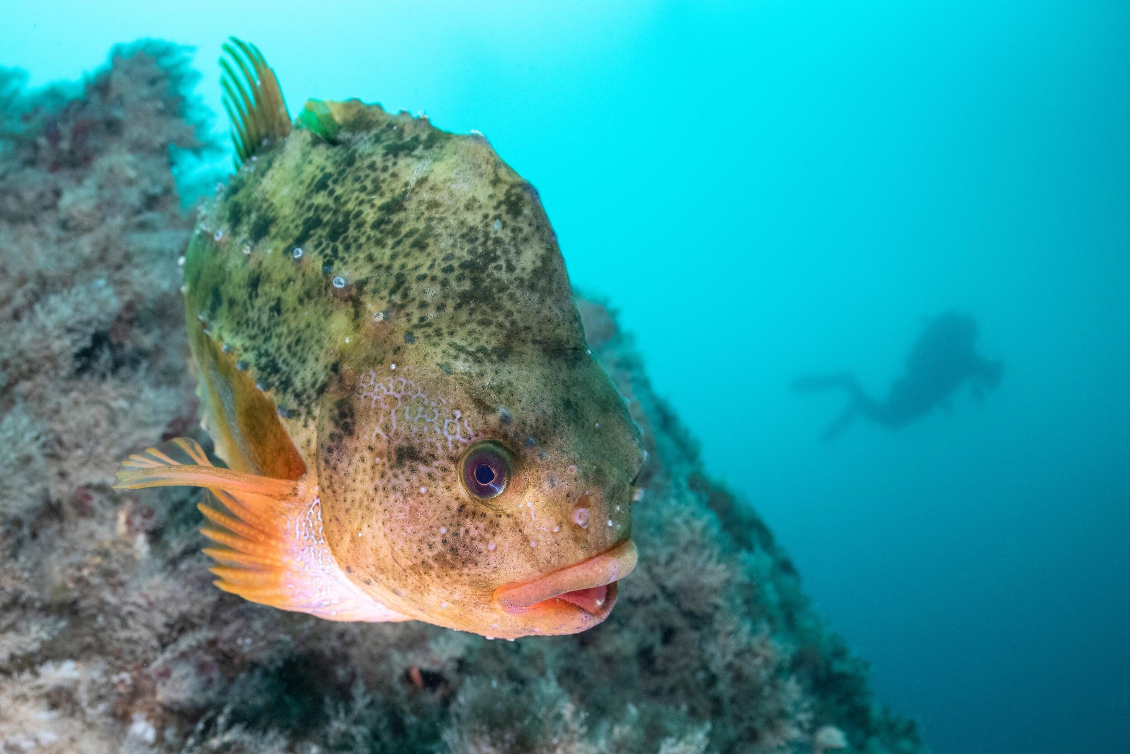 A mottled brown fish with orange fins underwater, with a blurry diver in the background.