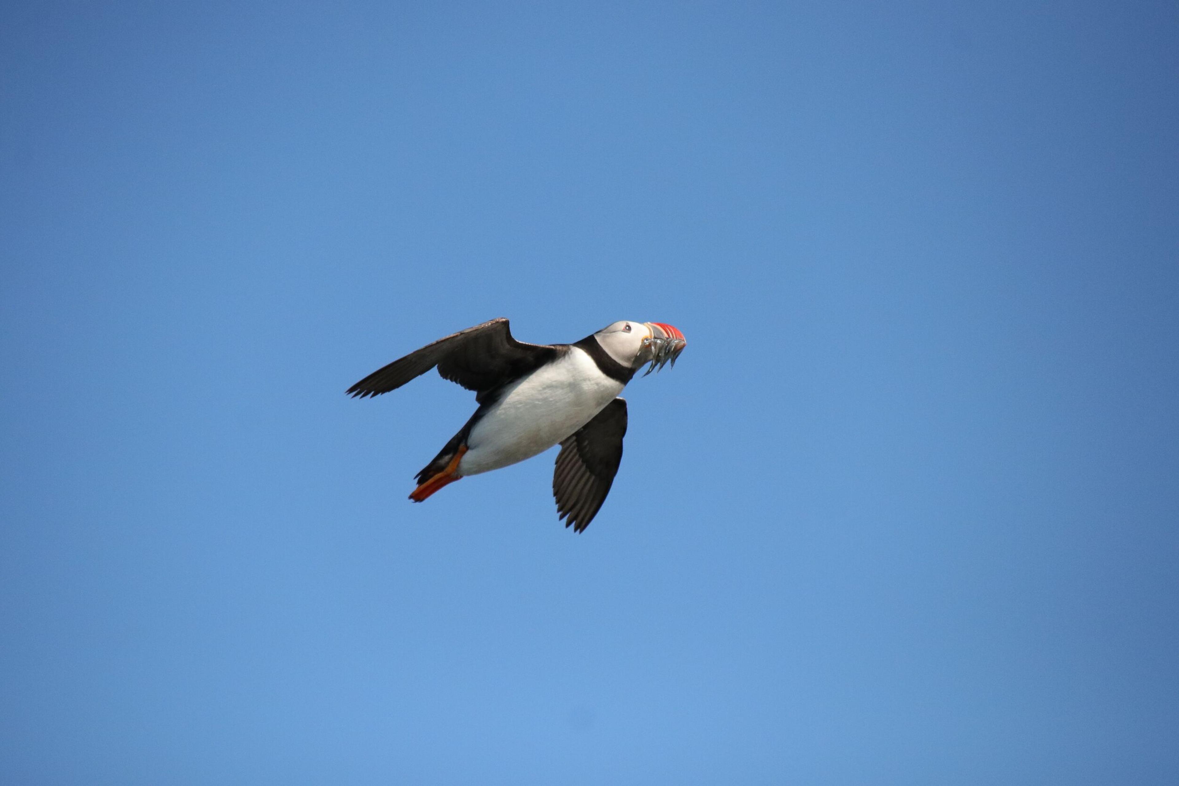 a puffin is flying through a blue sky with a fish in its beak .