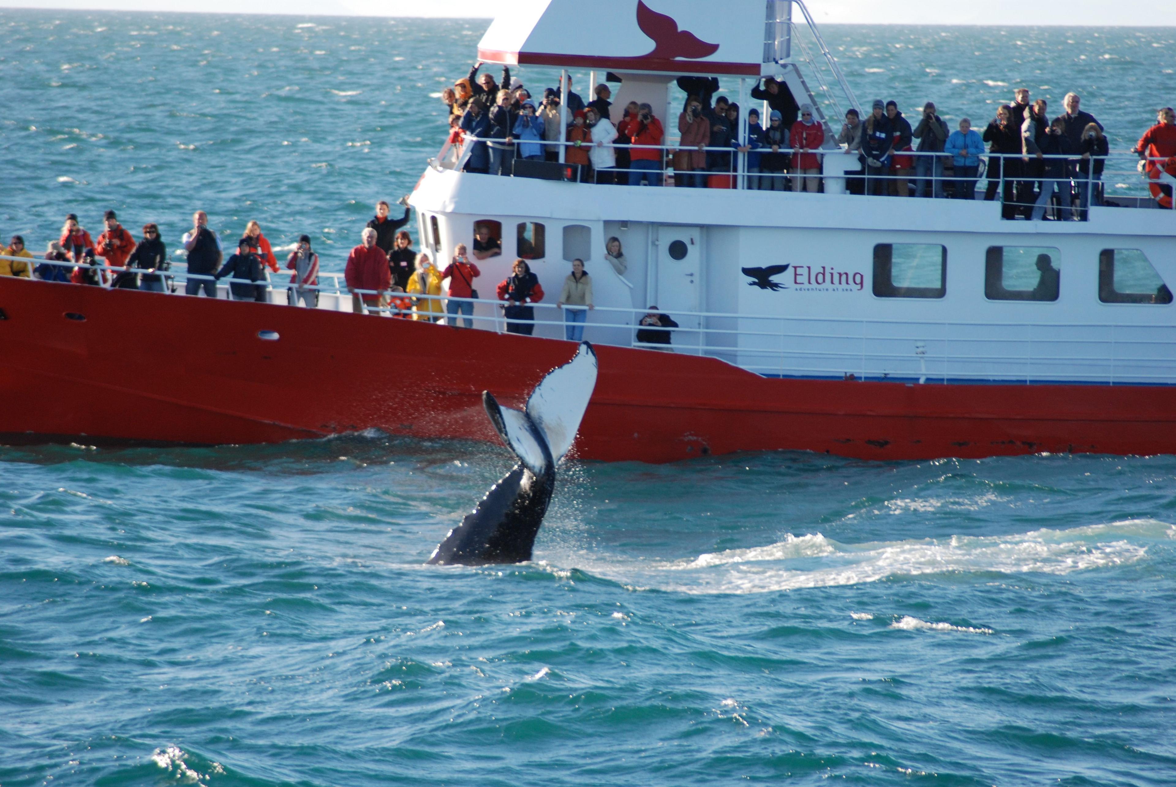 A whale's tail emerges from the water near a boat full of onlookers.