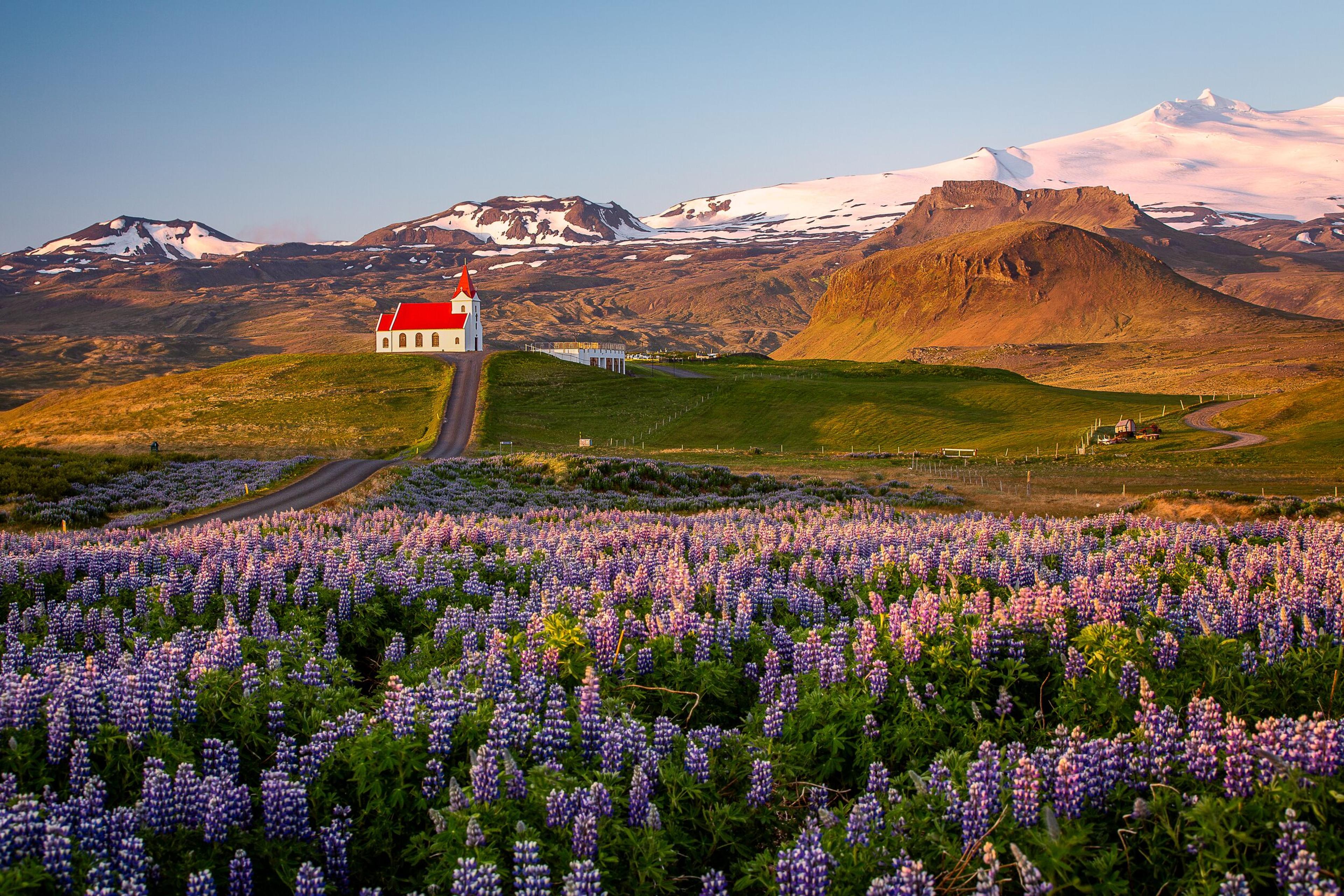 Red-roofed church perched on a small hill, enveloped by a sea of purple lupins, with a glacier-capped volcano rising majestically in the background.