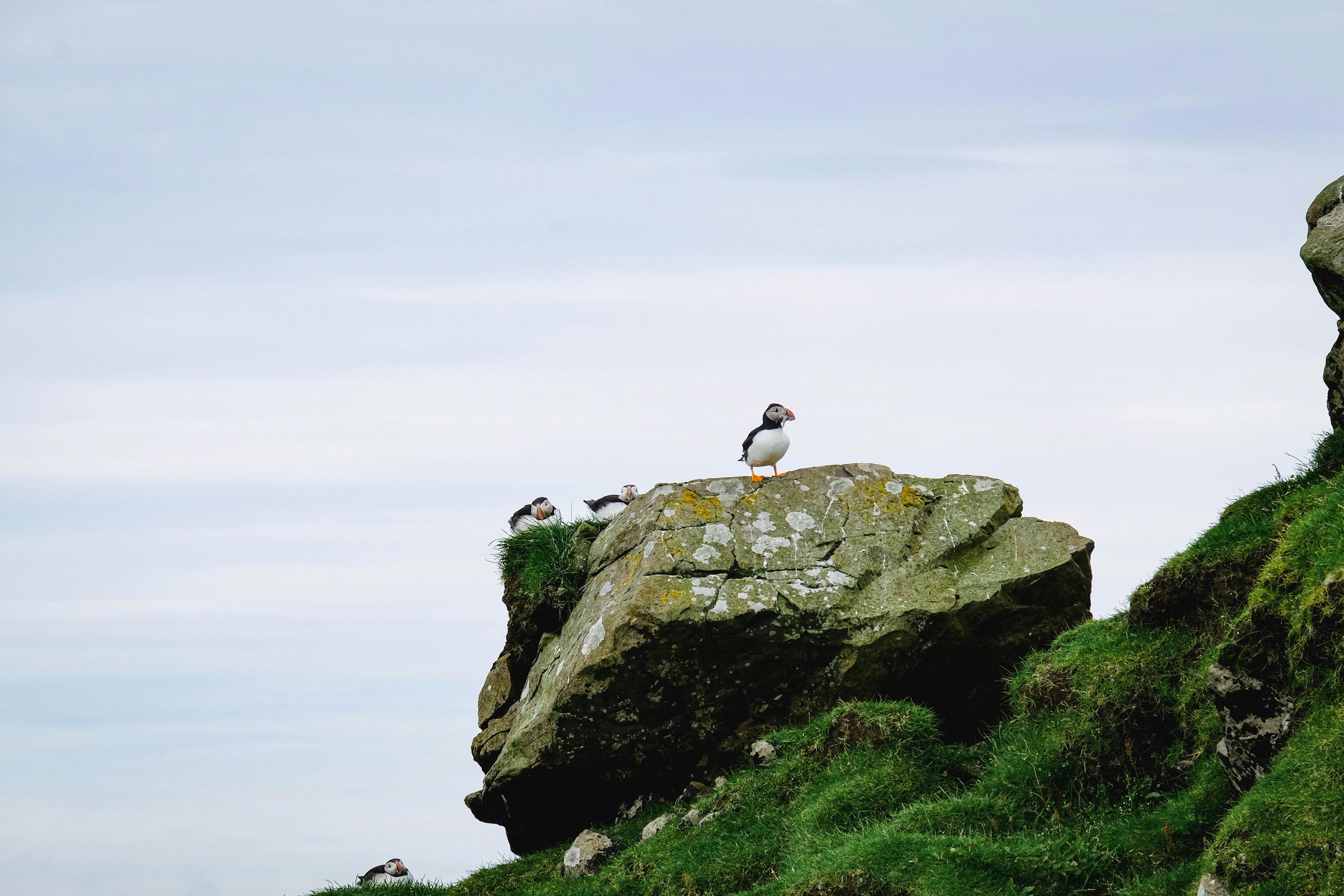A puffin with a colorful beak and orange feet stands on a cliff overlooking the ocean in Iceland.
